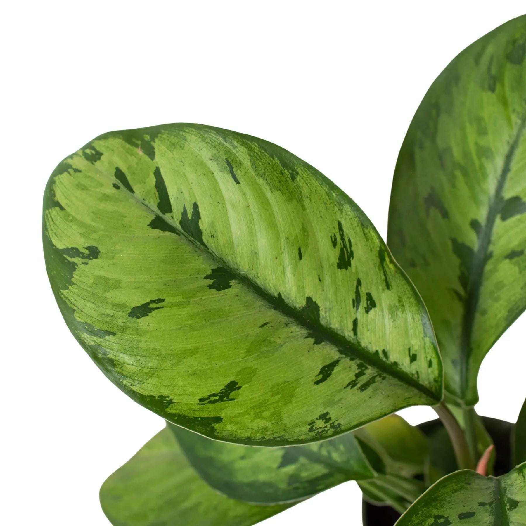Homalomena 'Selby' 4" Pot Austin Jungle Co.