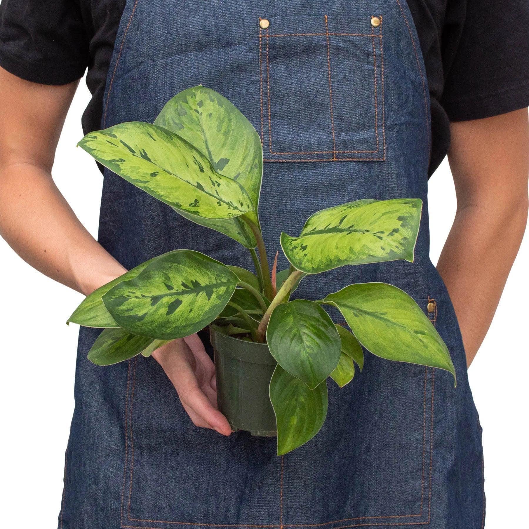 Homalomena 'Selby' 4" Pot Austin Jungle Co.