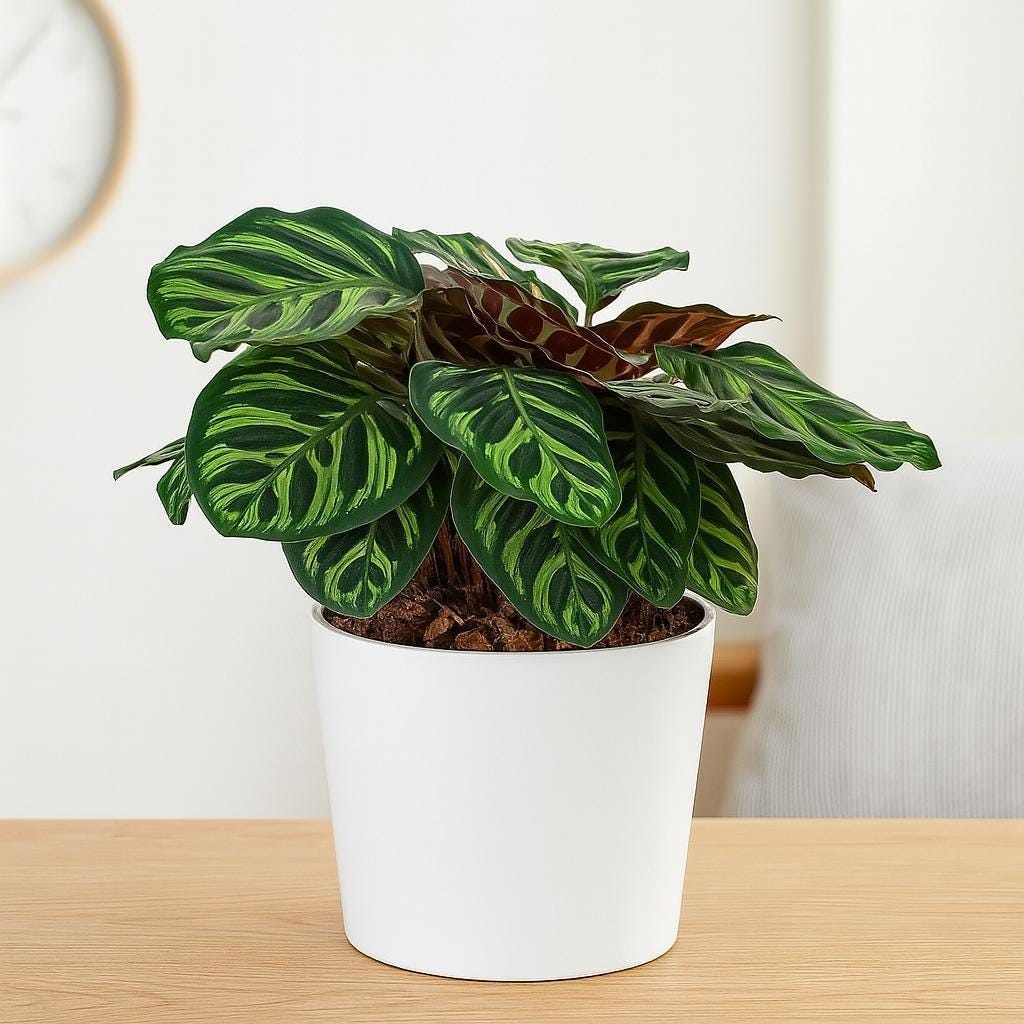 Calathea 'Makoyana'