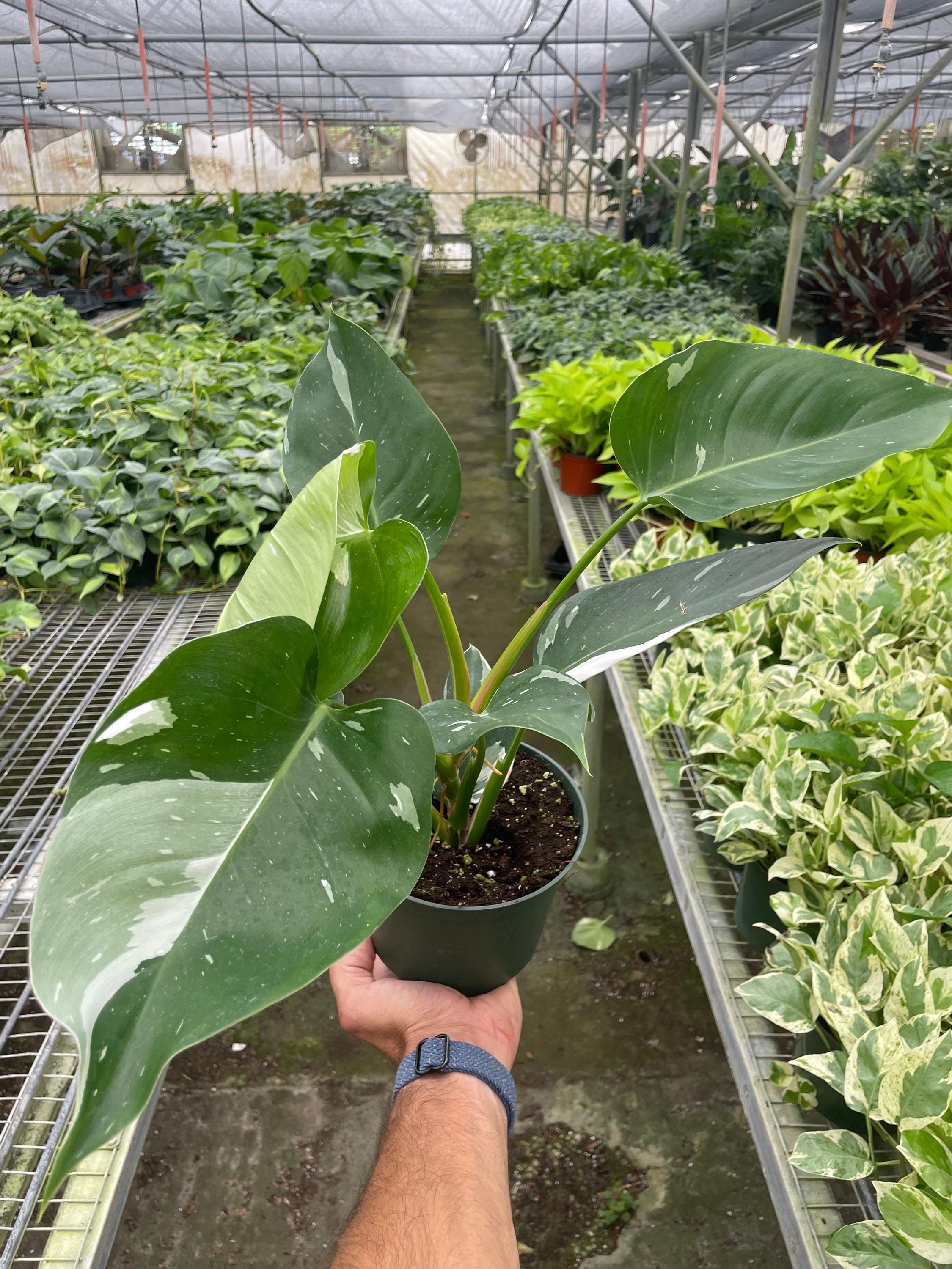 Philodendron 'White Princess' Indoor Plants 2" Pot Austin Jungle Co.