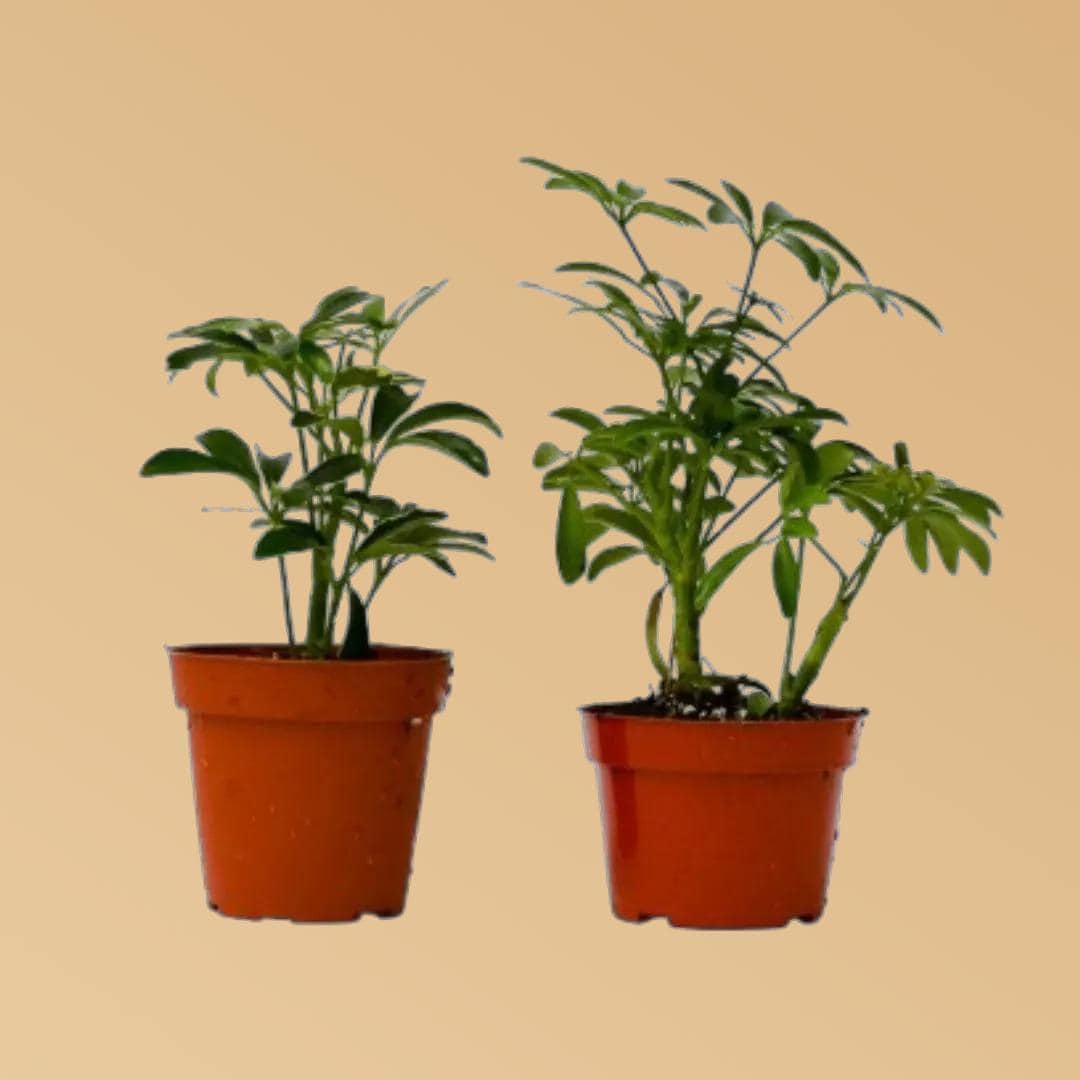 2 Different Schefflera Plants Variety Pack - 4" Pot