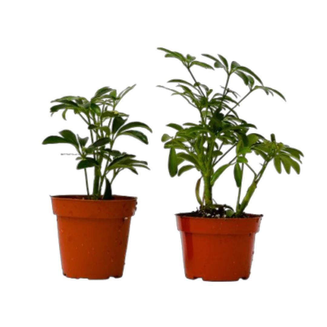 2 Different Schefflera Plants Variety Pack - 4" Pot