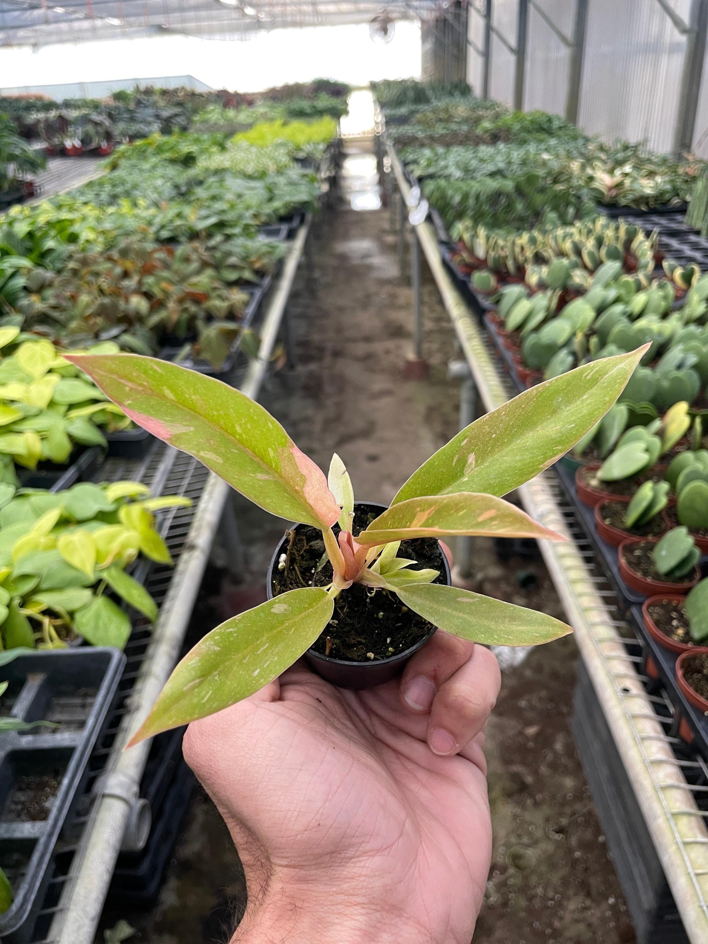 Philodendron Ring of Fire Variegated Indoor Plants 2" Pot Austin Jungle Co.