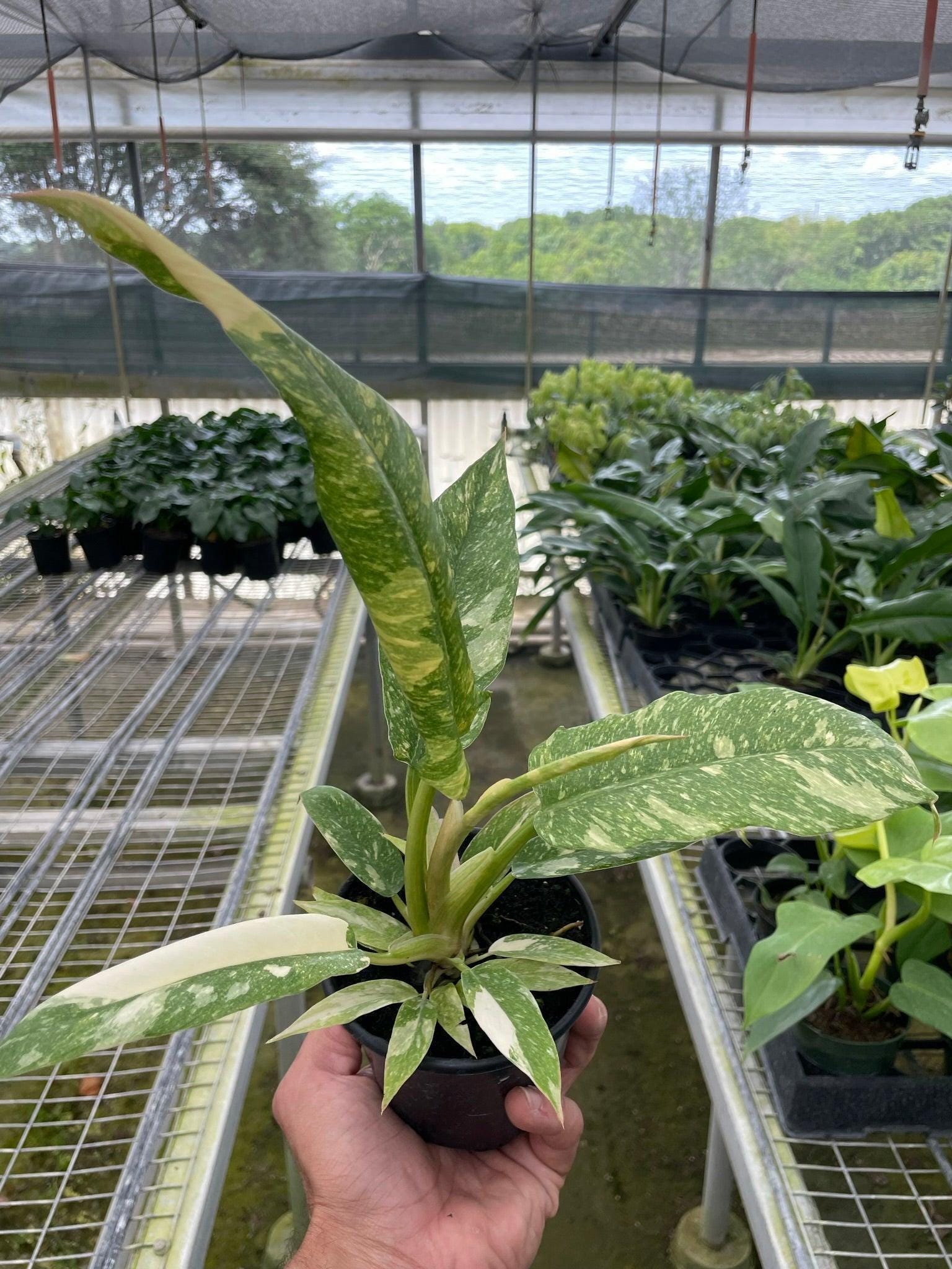Philodendron Ring of Fire Variegated Indoor Plants 2" Pot Austin Jungle Co.