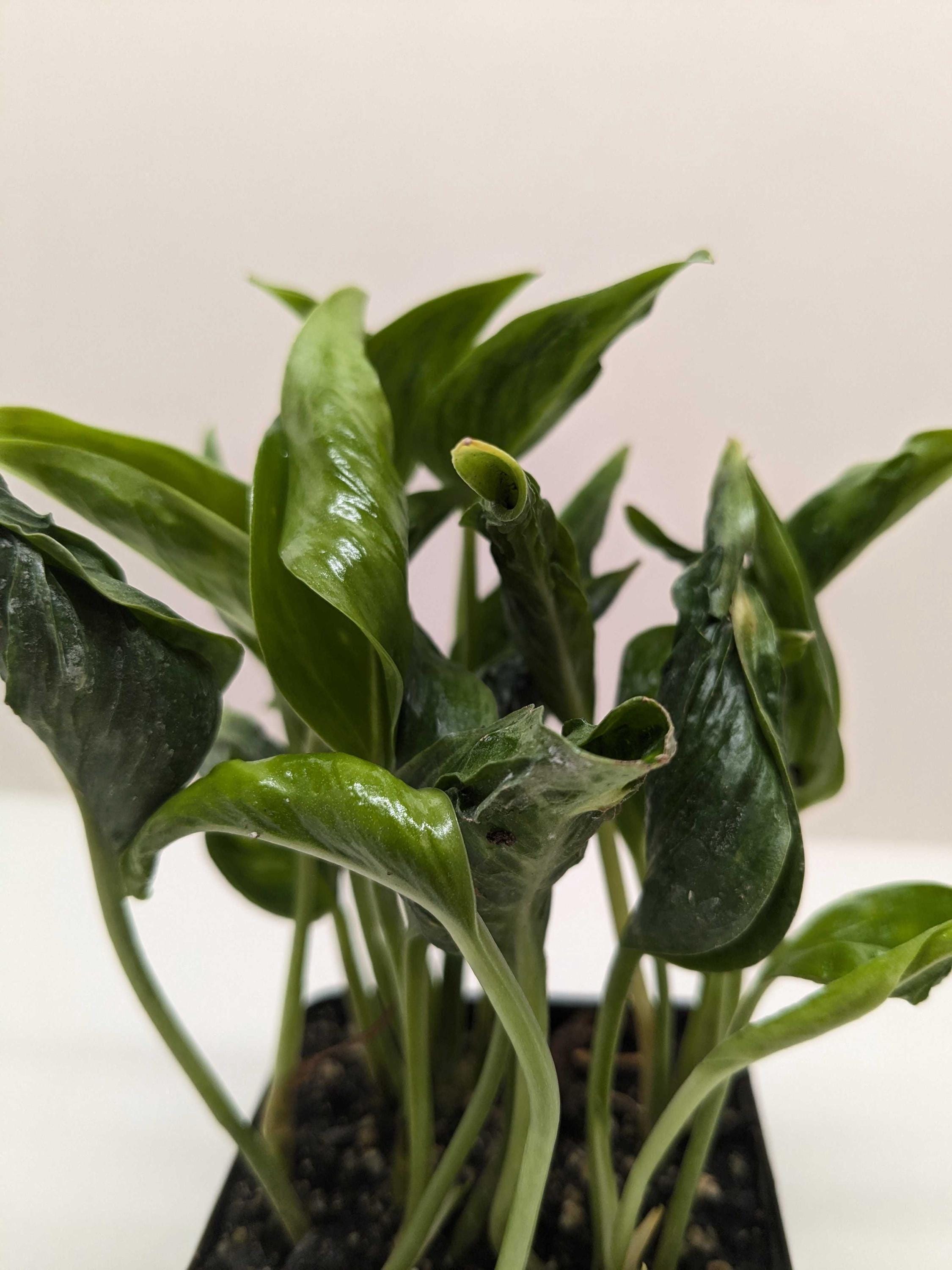Pothos 'Shangri La' 3" Pot Austin Jungle Co.