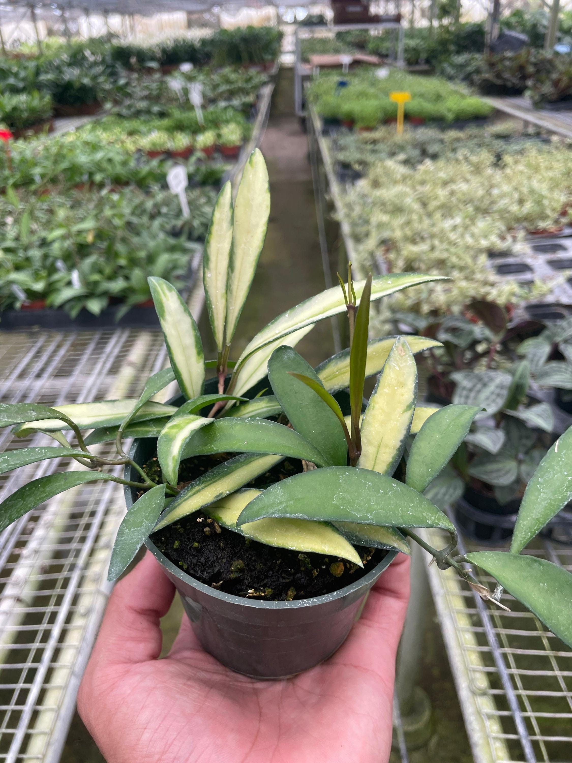 Hoya Wayetii Variegated 4" Plant 4" Pot Austin Jungle Co.