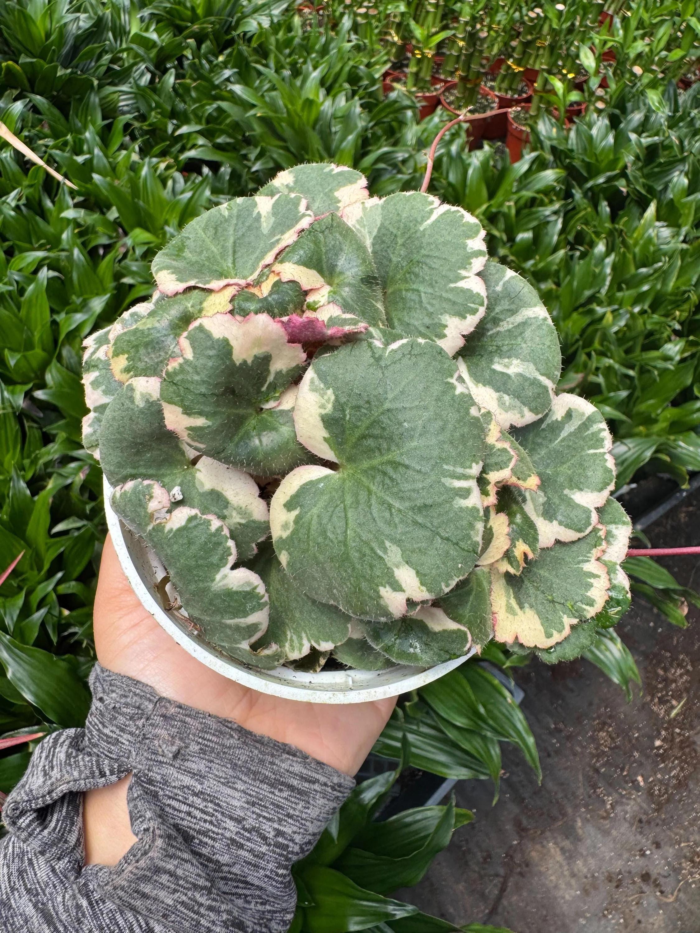 Saxifraga Tricolor Succulent 3" Pot Austin Jungle Co.