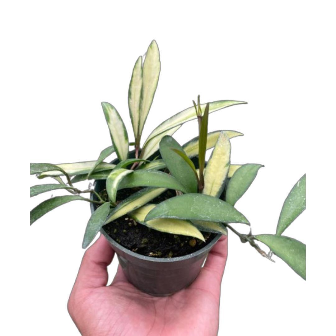 Hoya Wayetii Variegated