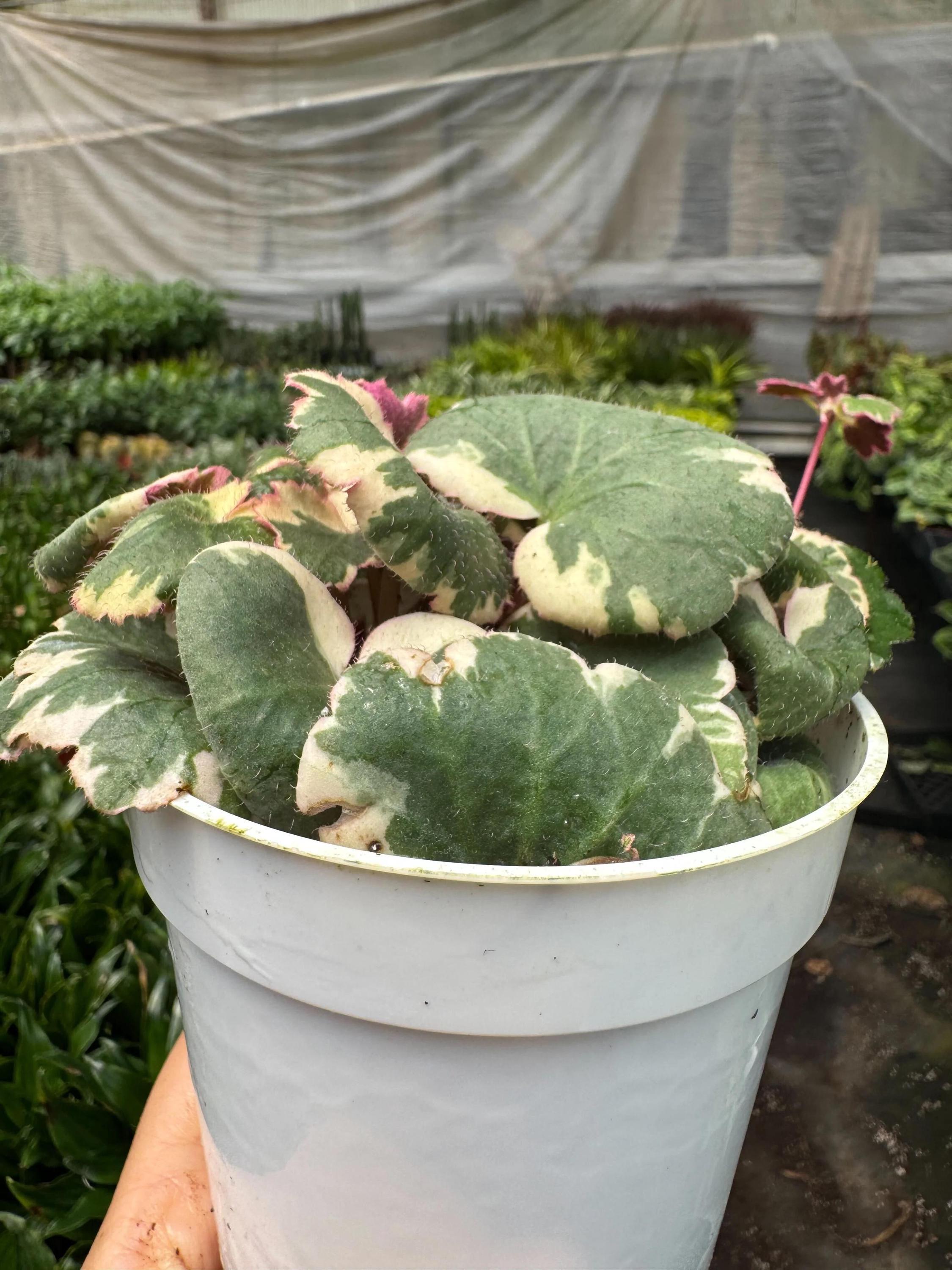 Saxifraga Tricolor Succulent 3" Pot Austin Jungle Co.