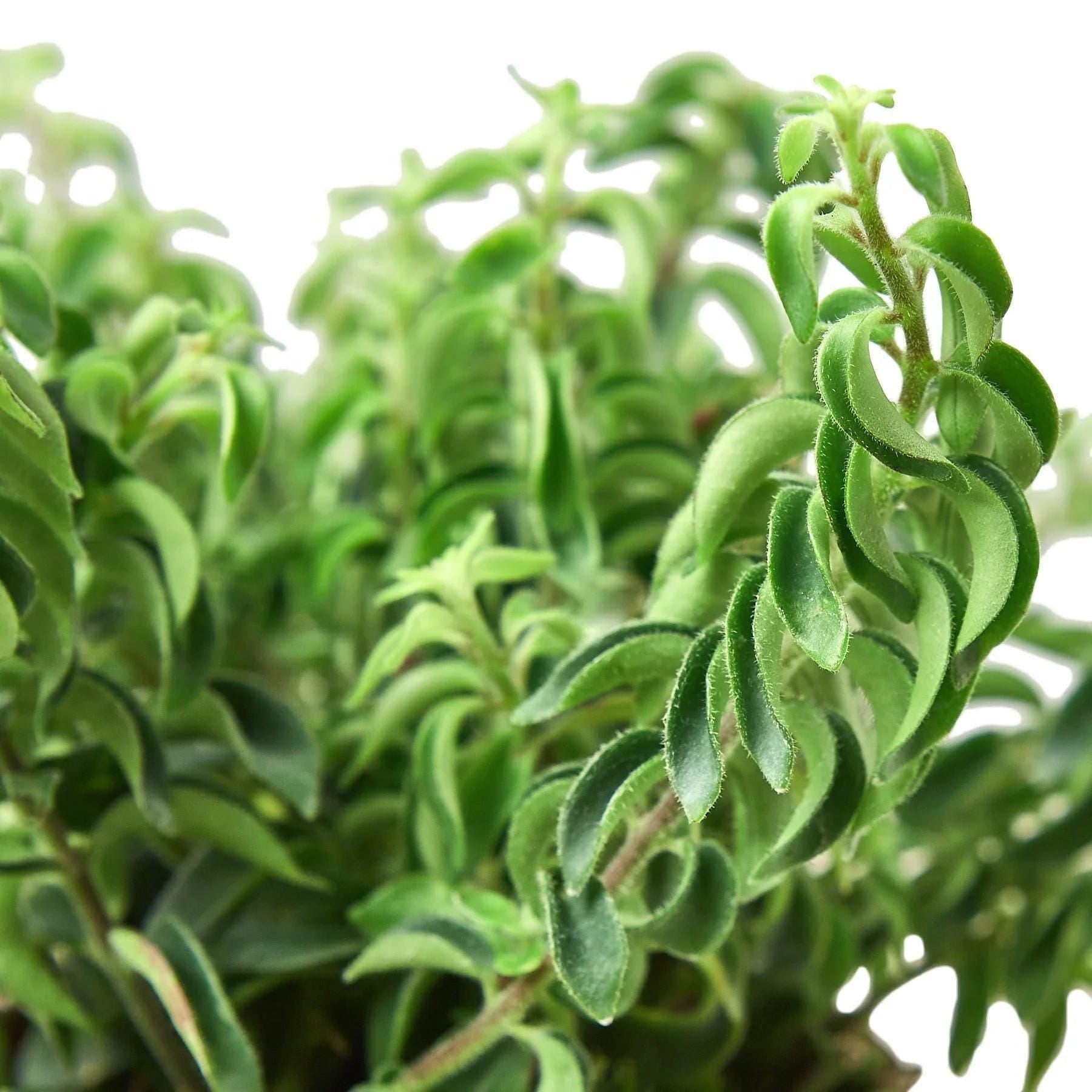 Curly Lipstick Plant Indoor Plants 3" Pot Austin Jungle Co.
