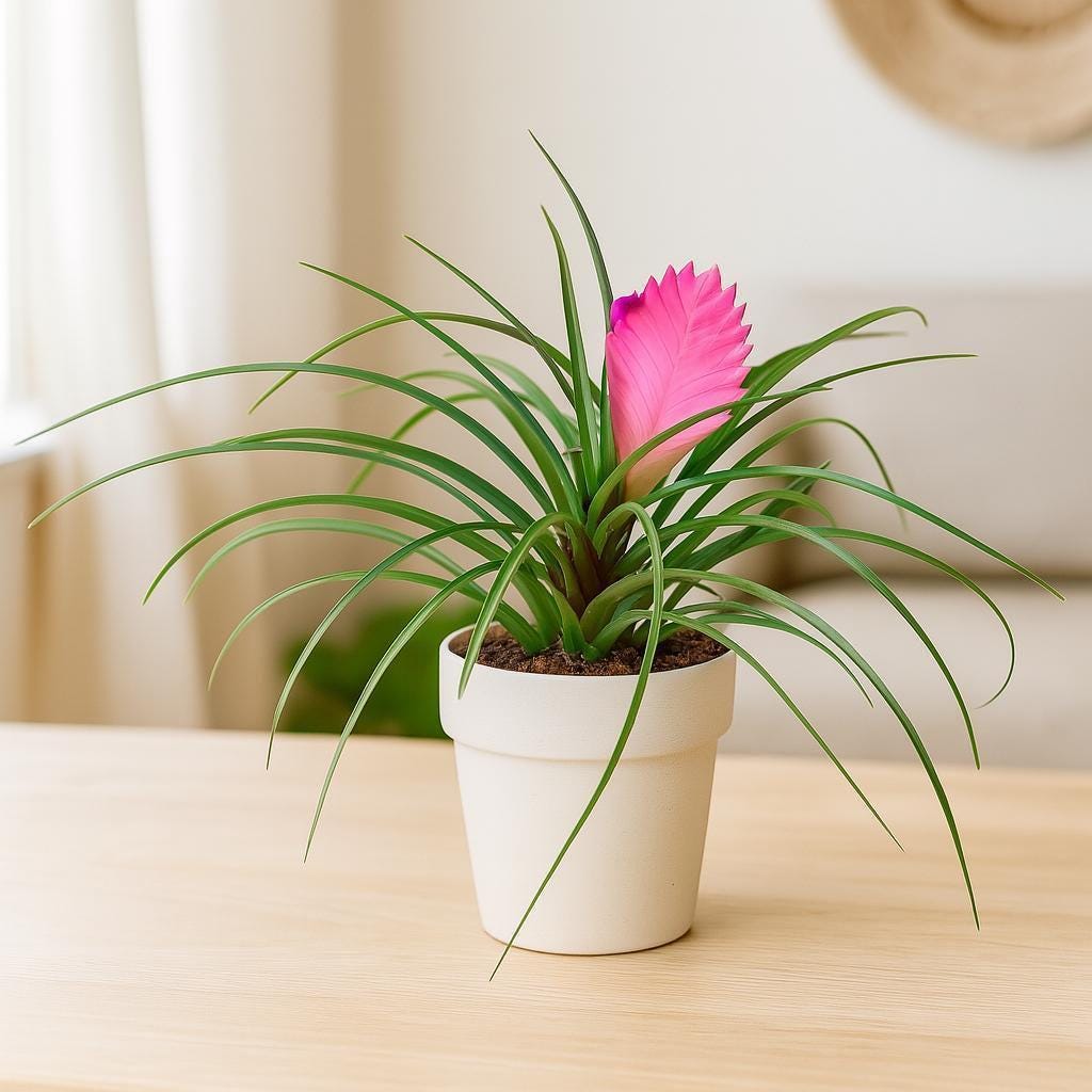 Bromeliad Cyanea 'Pink Quill'