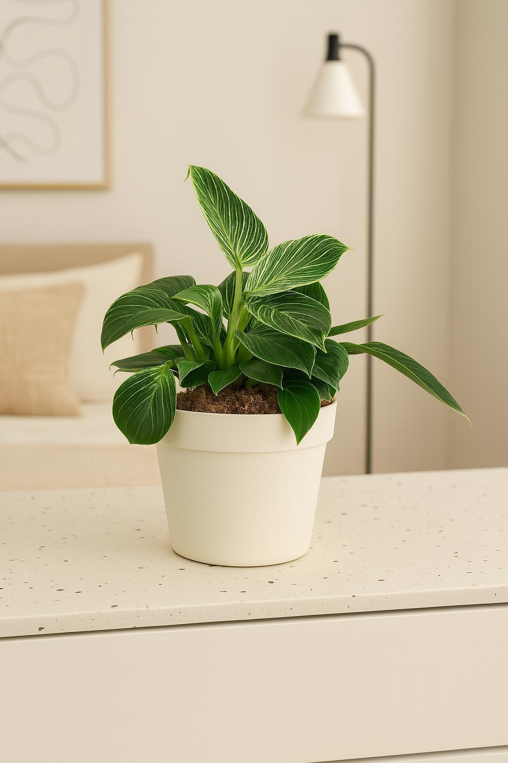 Philodendron 'Birkin'