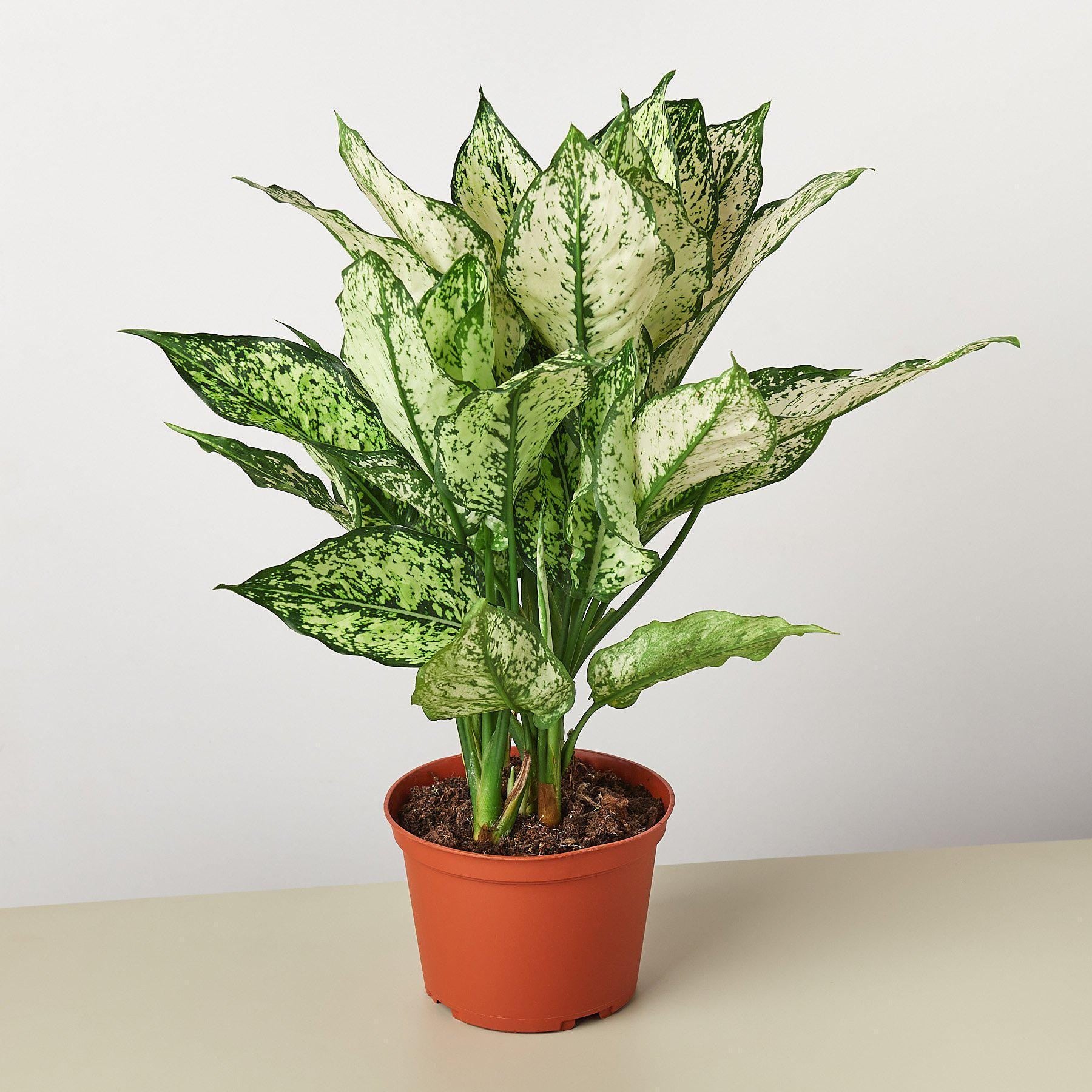Chinese Evergreen 'First Diamond' Indoor Plants 4" Pot Austin Jungle Co.