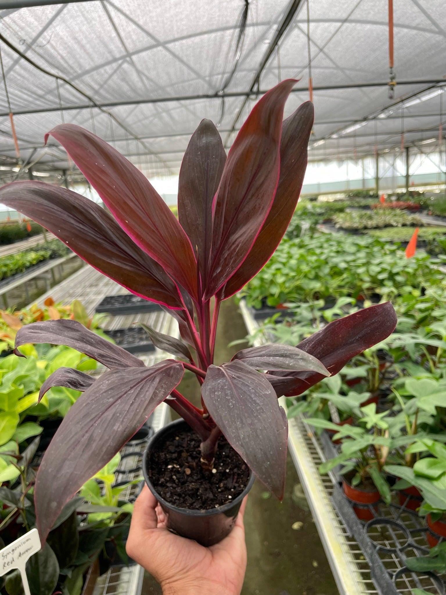 Cordyline 'Calypso Queen' Indoor Plants 3" Pot Austin Jungle Co.