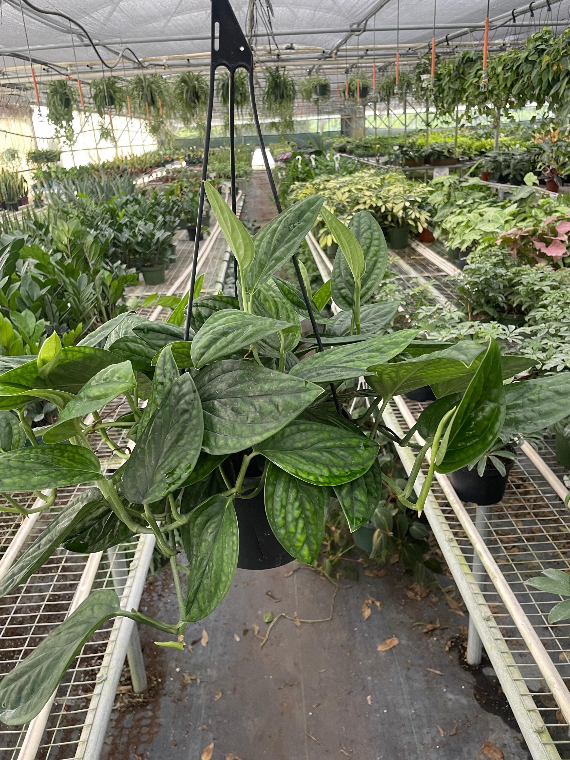 May include: A hanging plant with large, green leaves. The plant is in a black pot and is hanging from a black metal hook. The plant is in a greenhouse setting with other plants in the background.