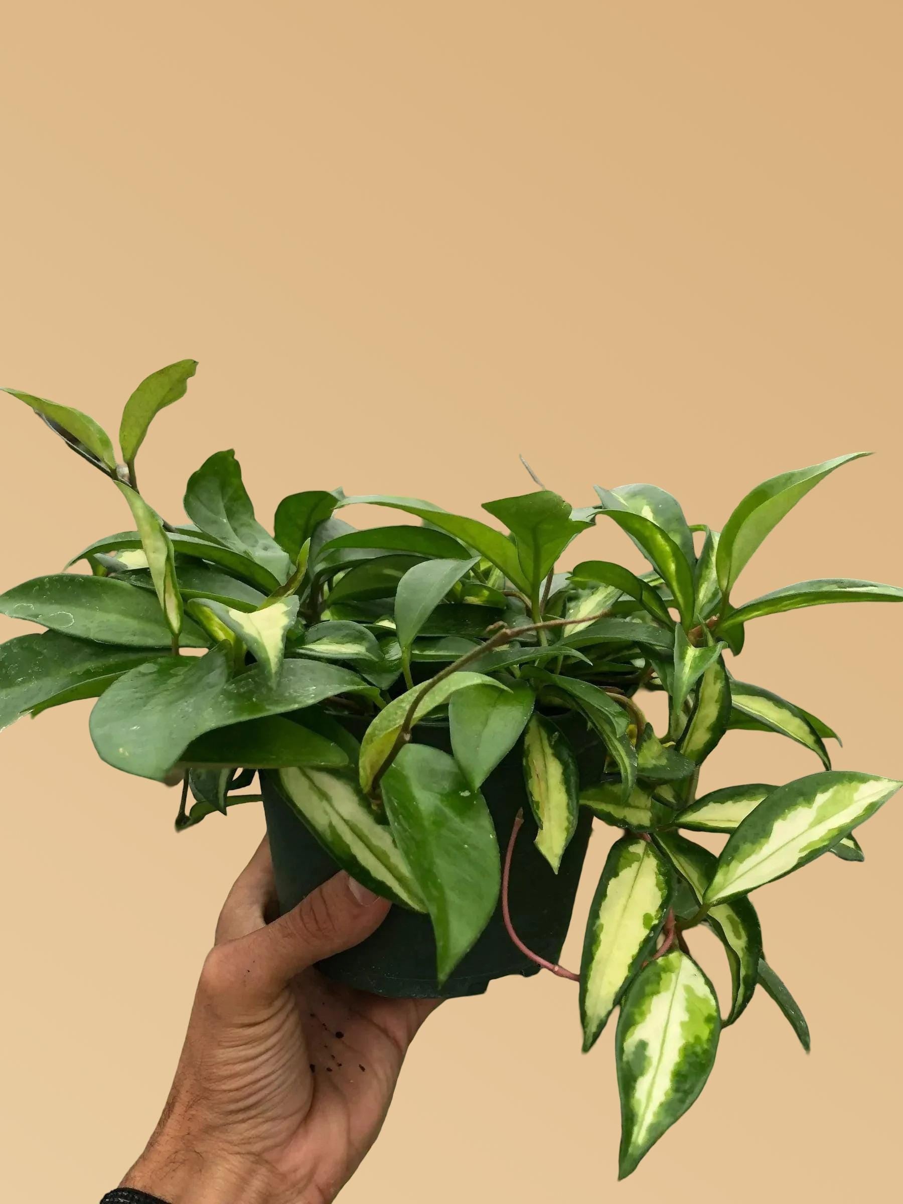 Hoya Carnosa 'Krimson Princess'