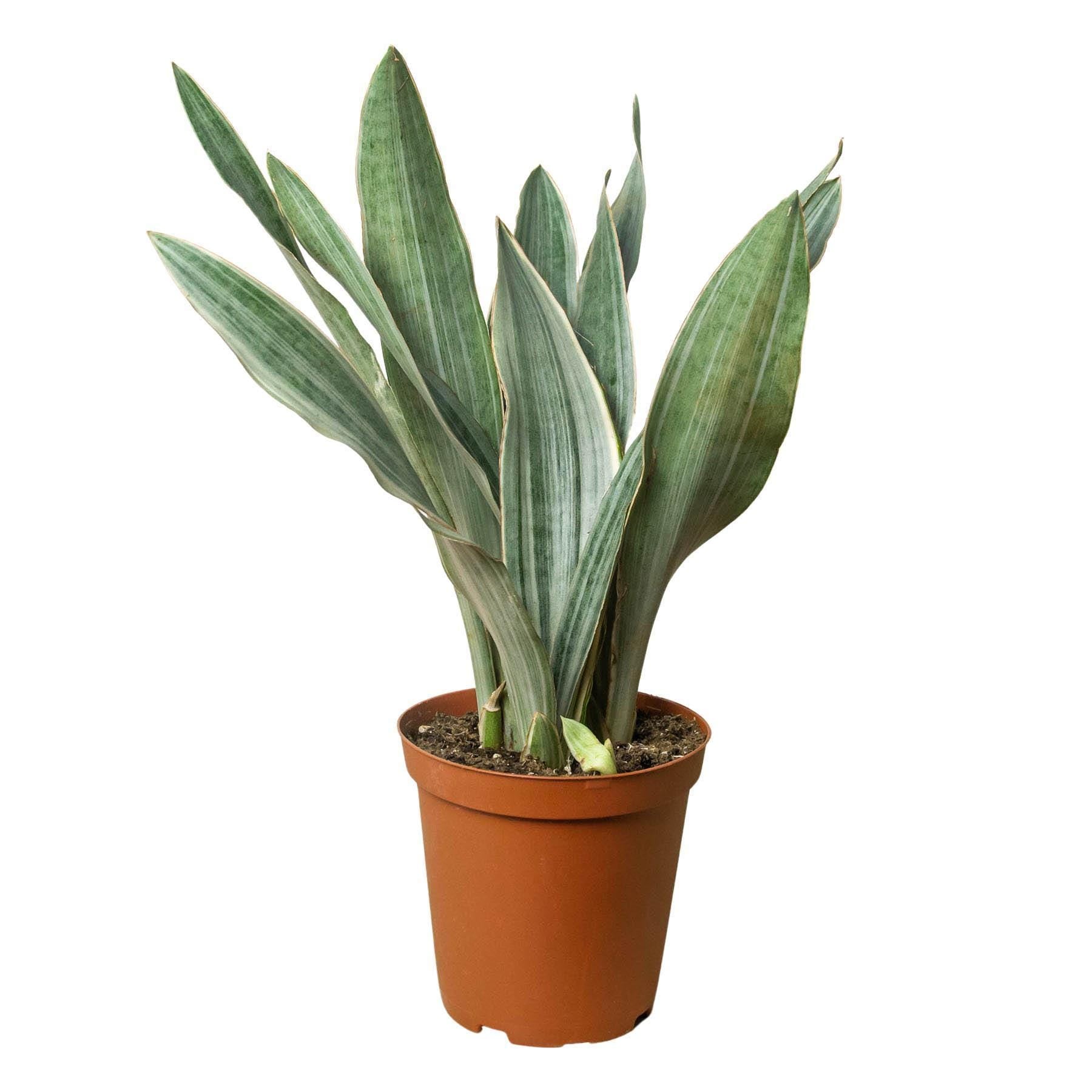 Snake Plant 'Sayuri' Indoor Plants 4" Pot Austin Jungle Co.