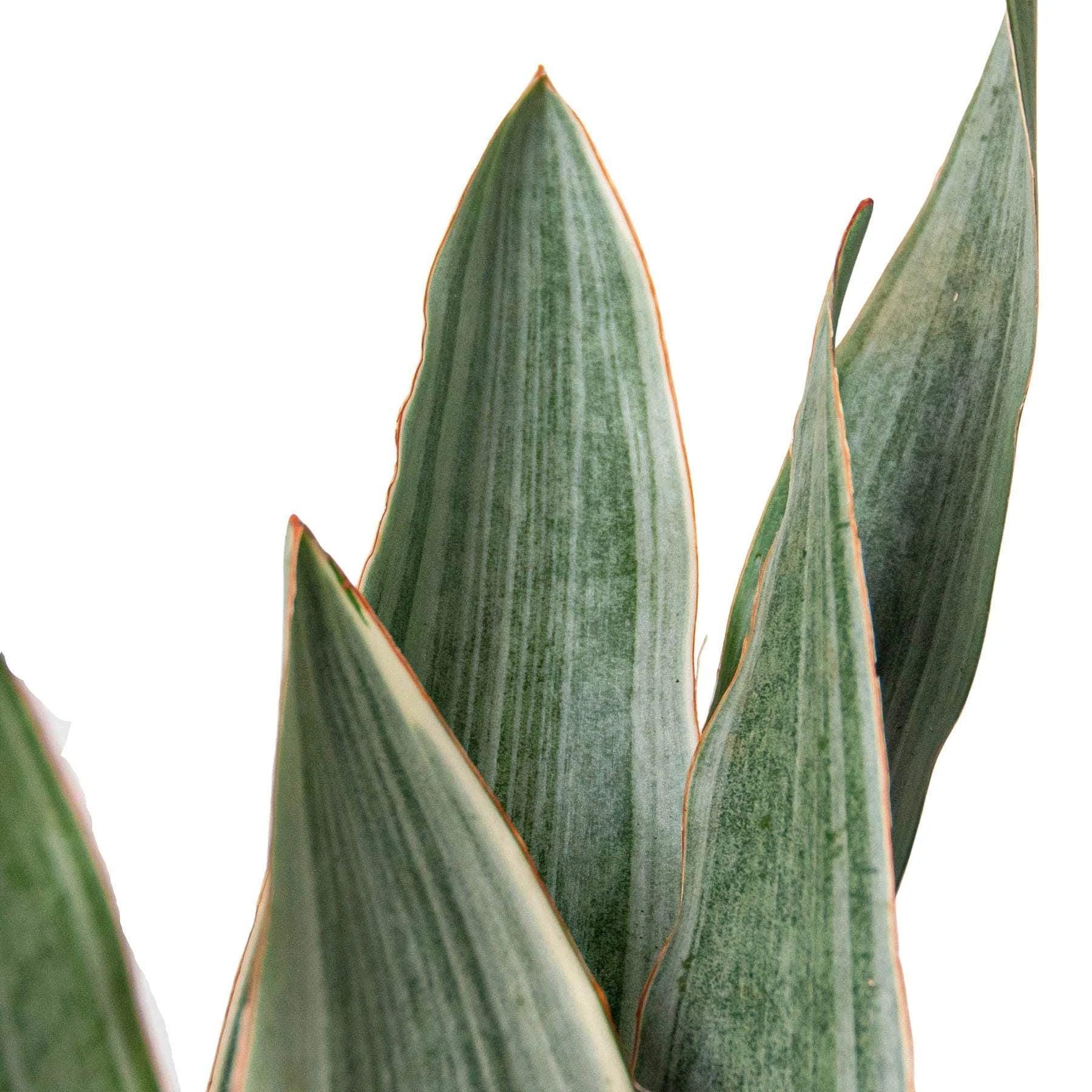 Snake Plant 'Sayuri' Indoor Plants 4" Pot Austin Jungle Co.