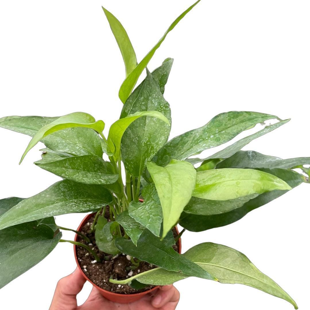 Pothos Skeleton Key