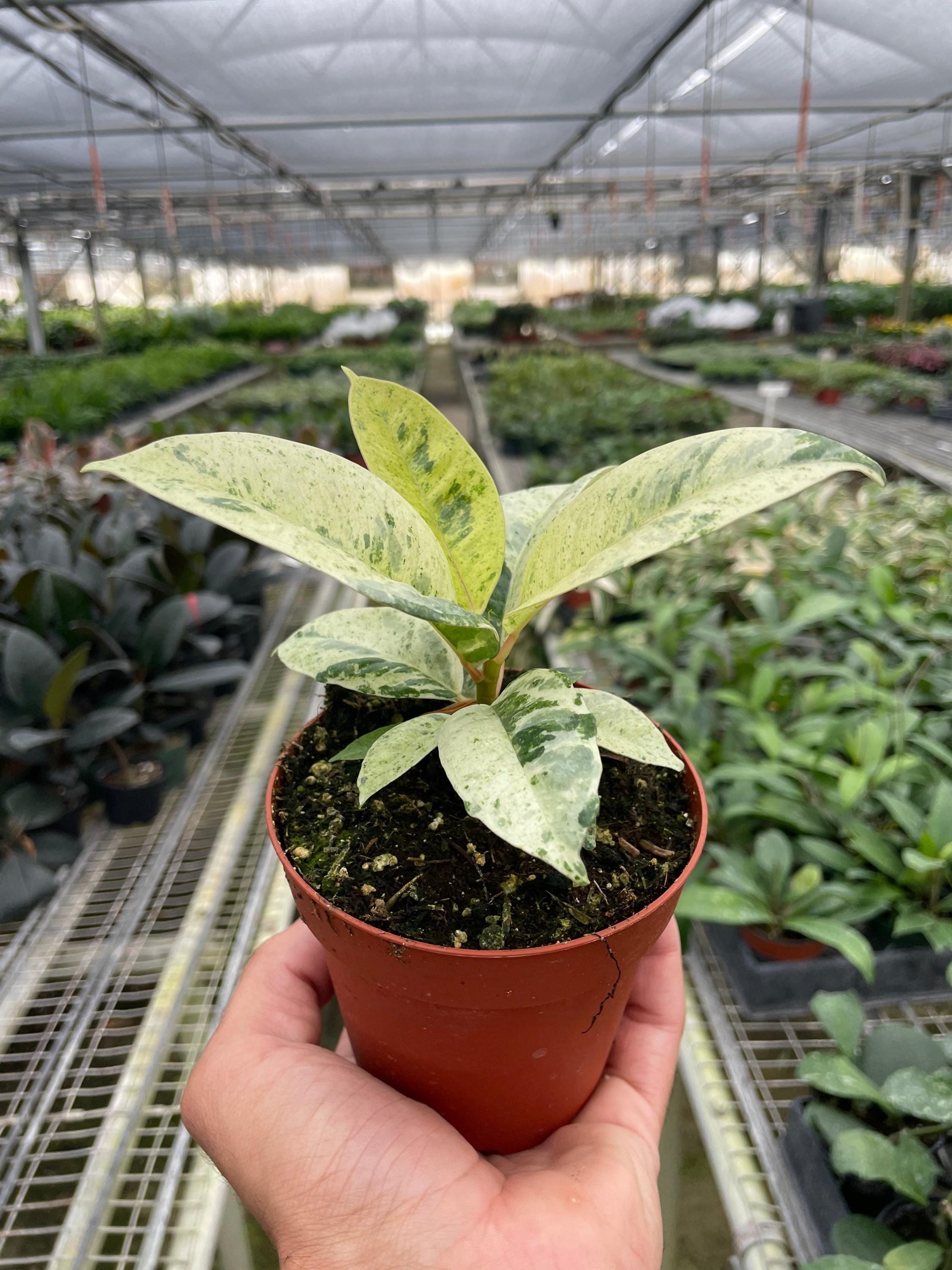 Ficus 'shivereana' (Moonshine) 2" Pot Austin Jungle Co.