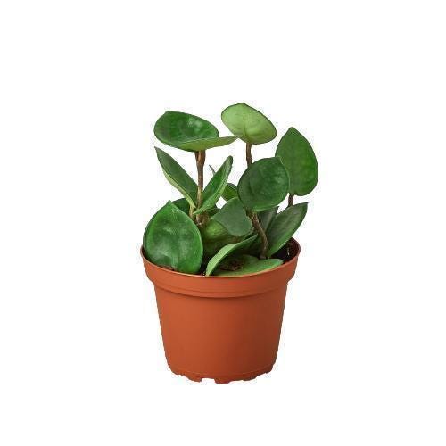 May include: A small green houseplant with round leaves in a brown plastic pot
