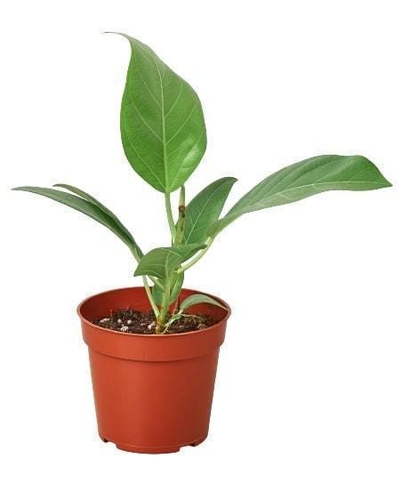 Ficus 'Audrey' 4" Pot Austin Jungle Co.