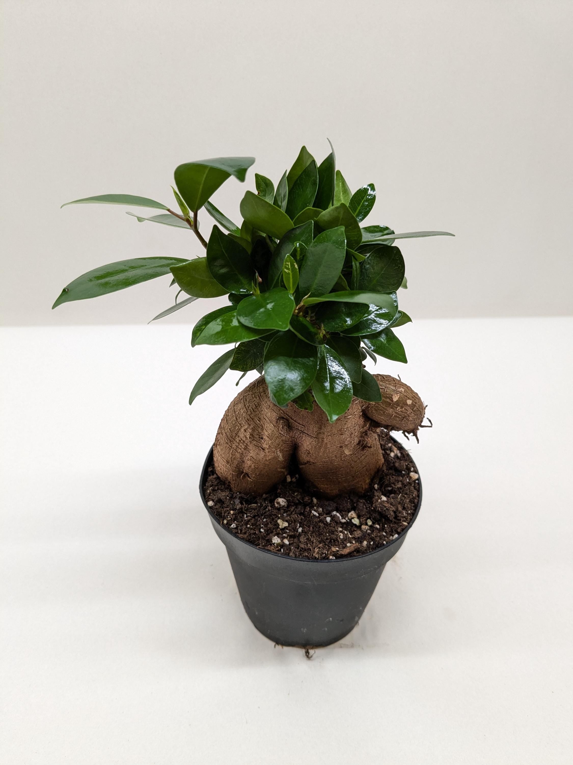 Ficus 'Ginseng' Indoor Plants 4" Pot Austin Jungle Co.