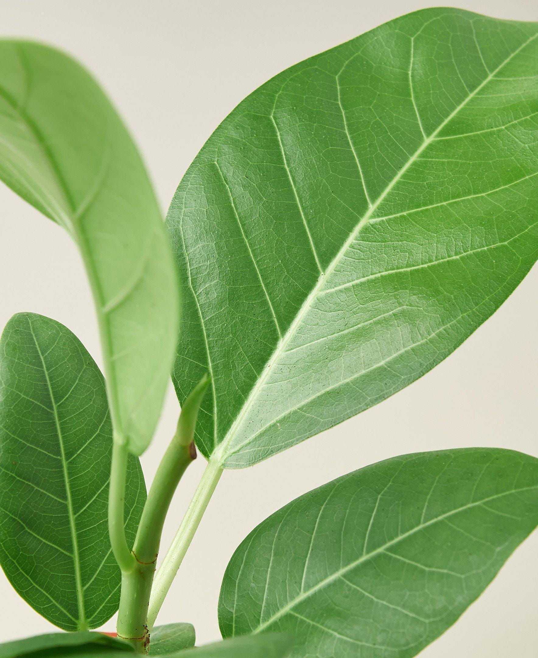 Ficus 'Audrey' 4" Pot Austin Jungle Co.