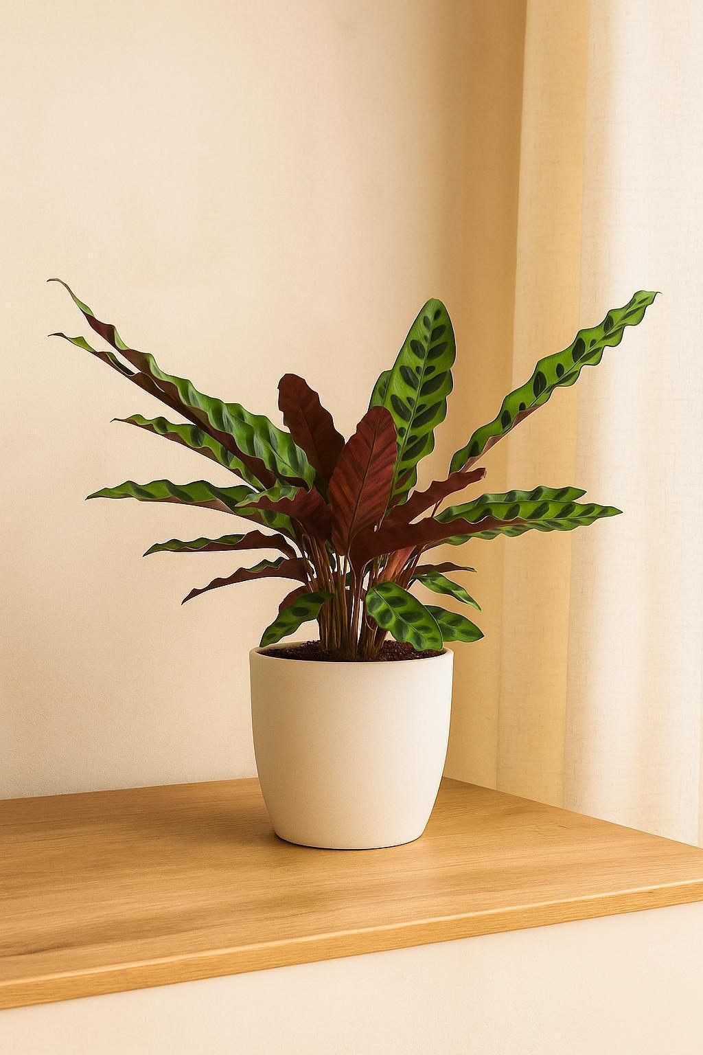 Calathea Lancifolia 'Rattlesnake'