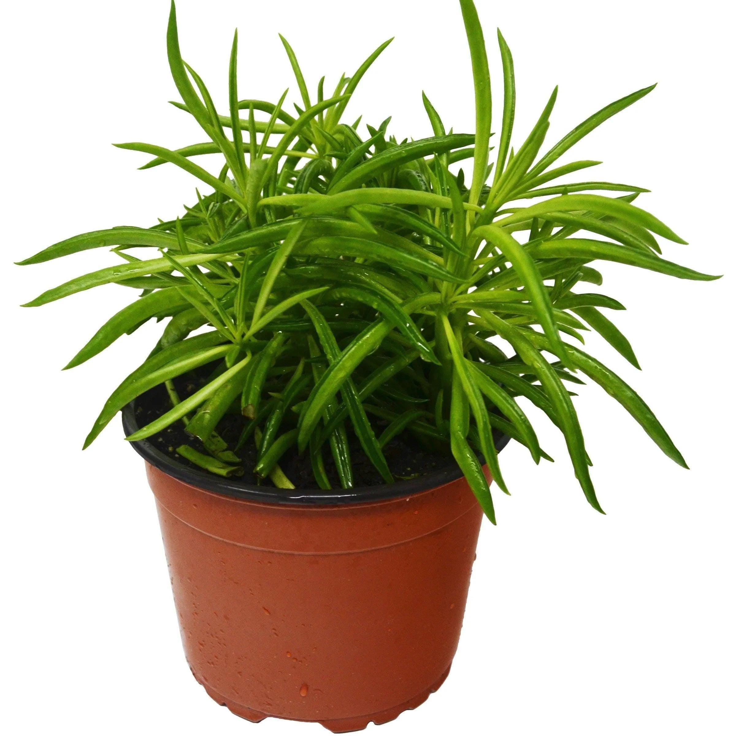 Peperomia 'Green Bean' Indoor Plants 4" Pot Austin Jungle Co.