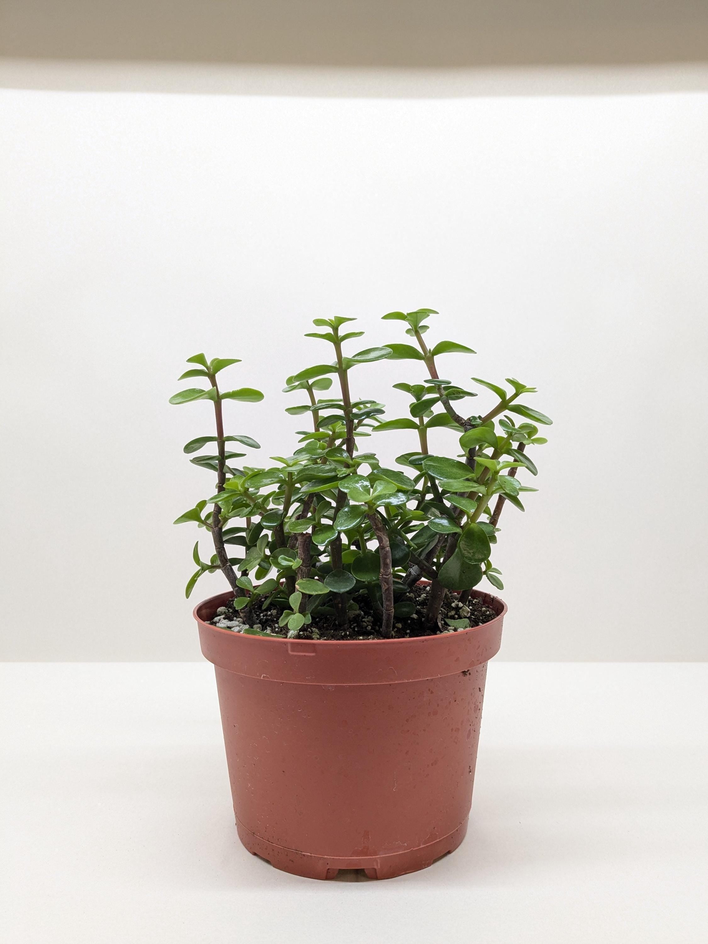 Succulent 'Elephant Bush' Succulent 4" Pot Austin Jungle Co.