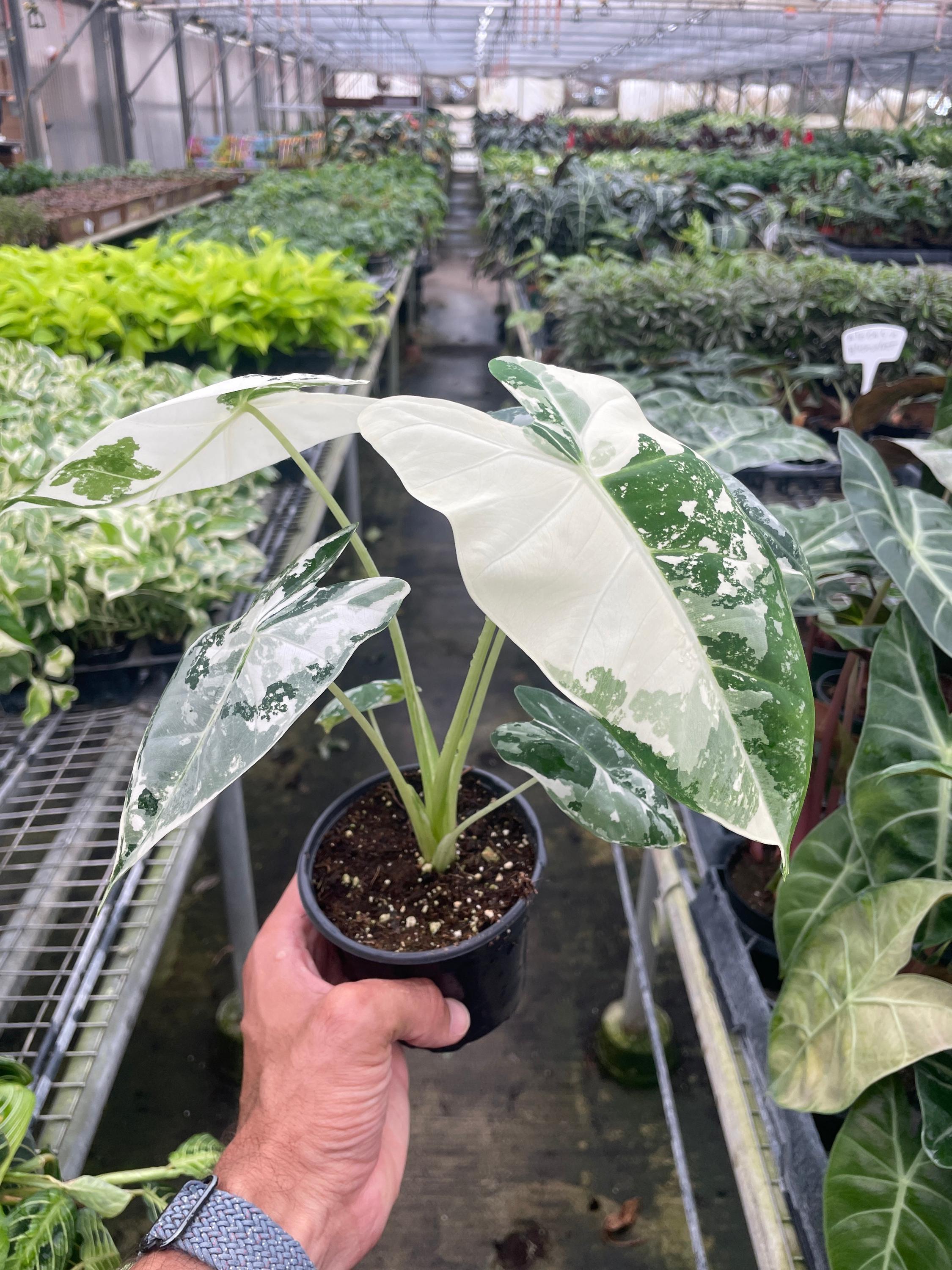 Alocasia Micholitziana 'Frydek' Variegated - 4" Pot Indoor Plants 4" Pot Austin Jungle Co.