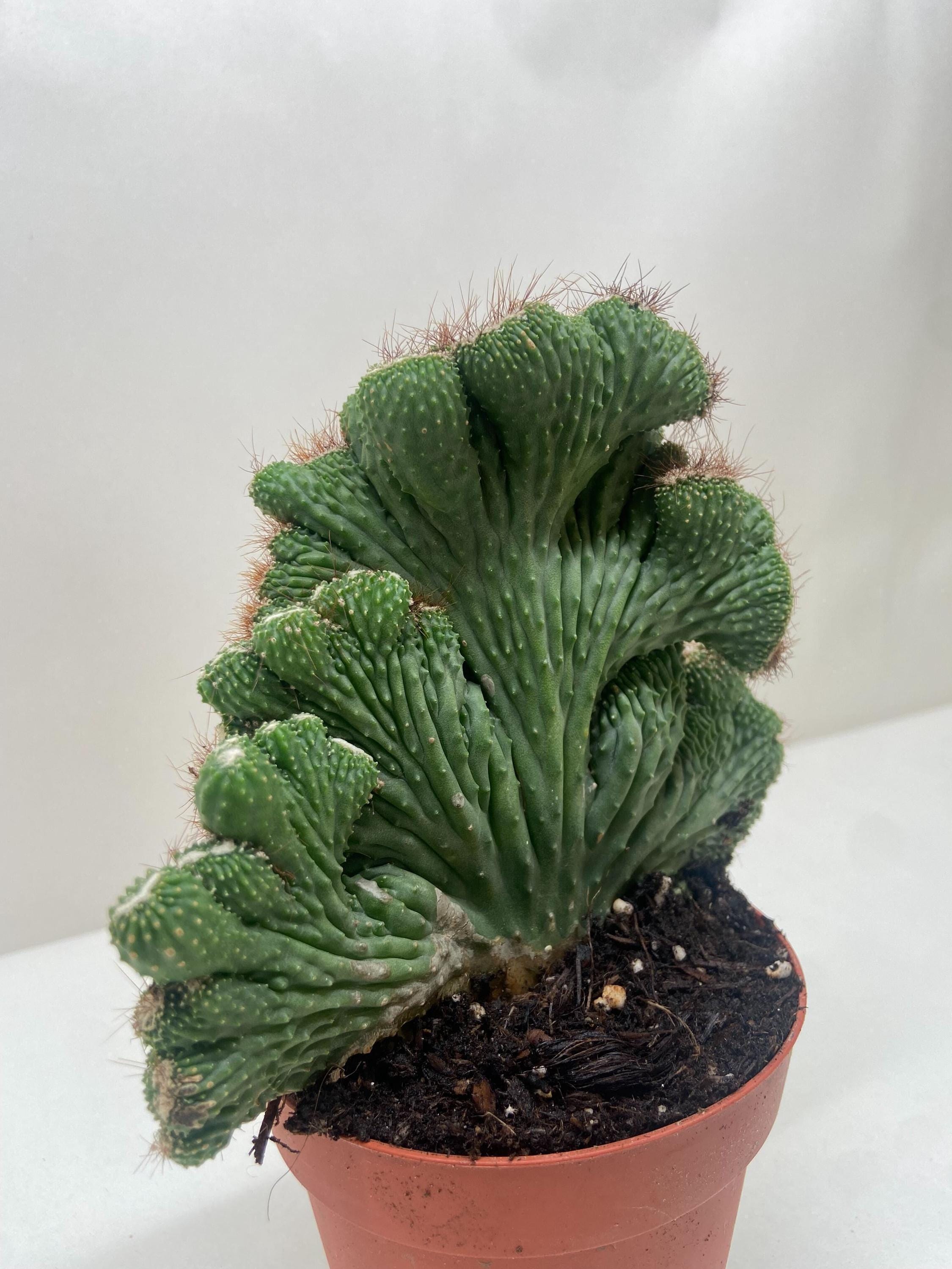 Succulent Cereus Coral Green Succulent 3" Pot Austin Jungle Co.