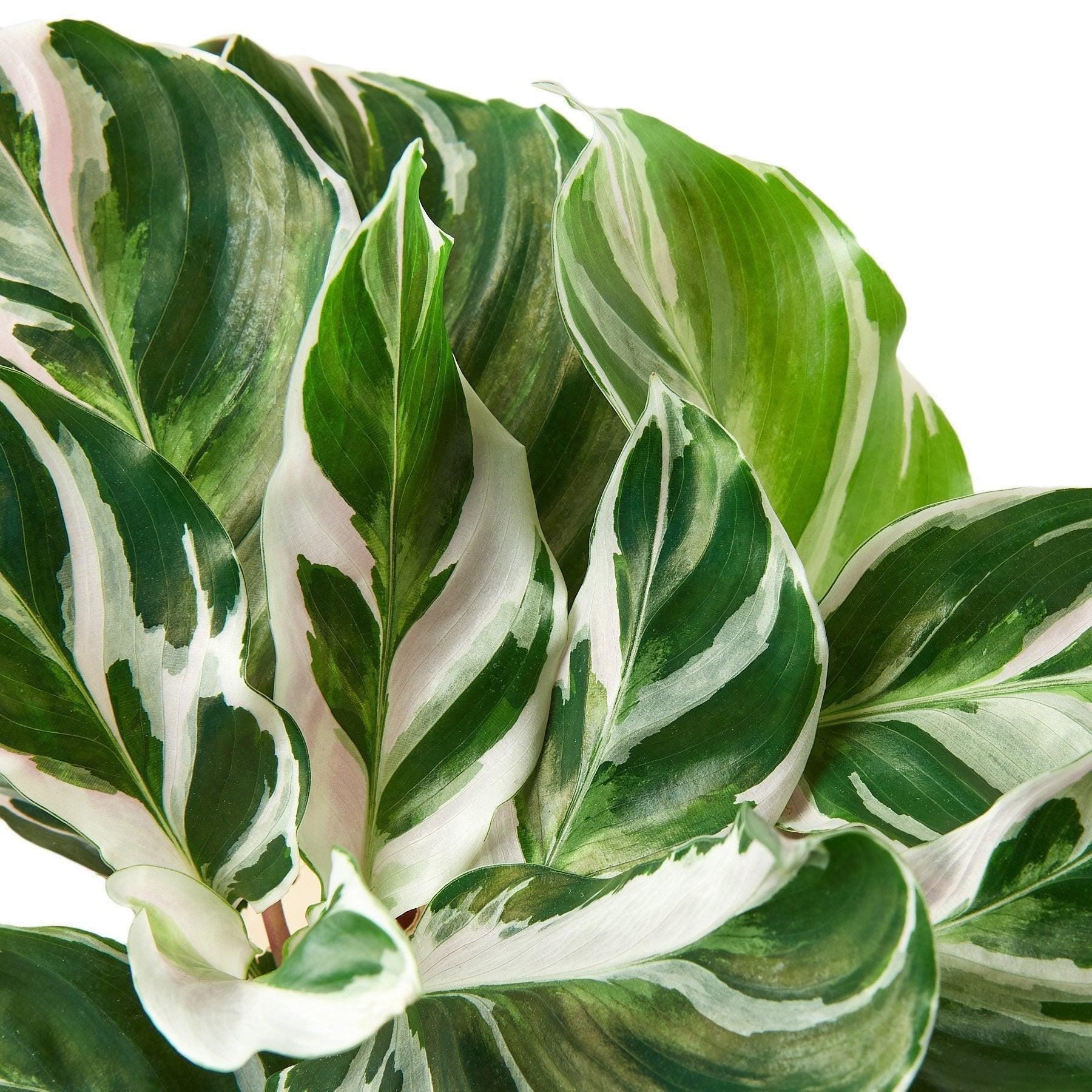 Calathea 'White Fusion' 2" Pot Austin Jungle Co.