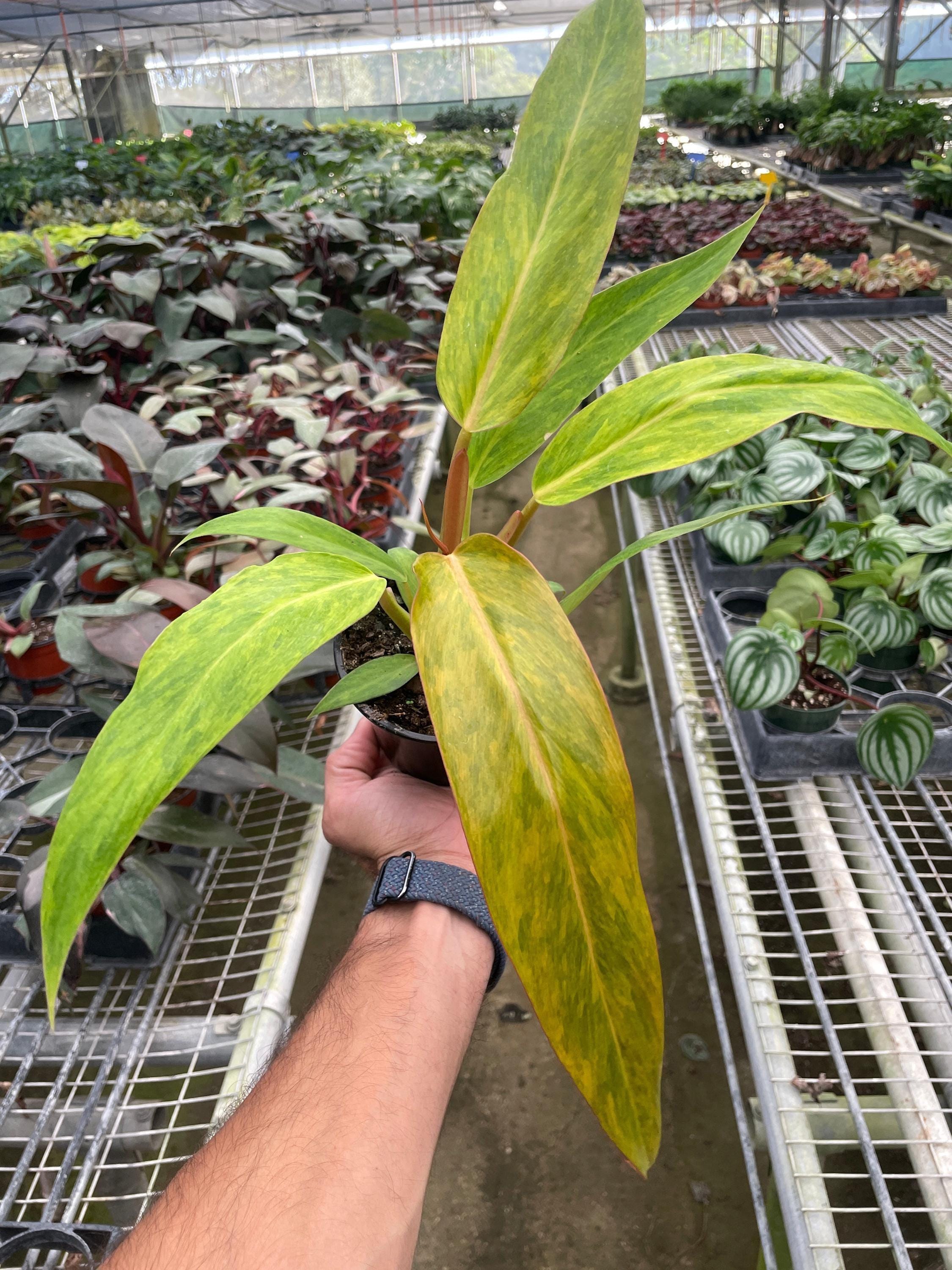 Philodendron 'Orange Marmalade' Indoor Plants 2" Pot Austin Jungle Co.