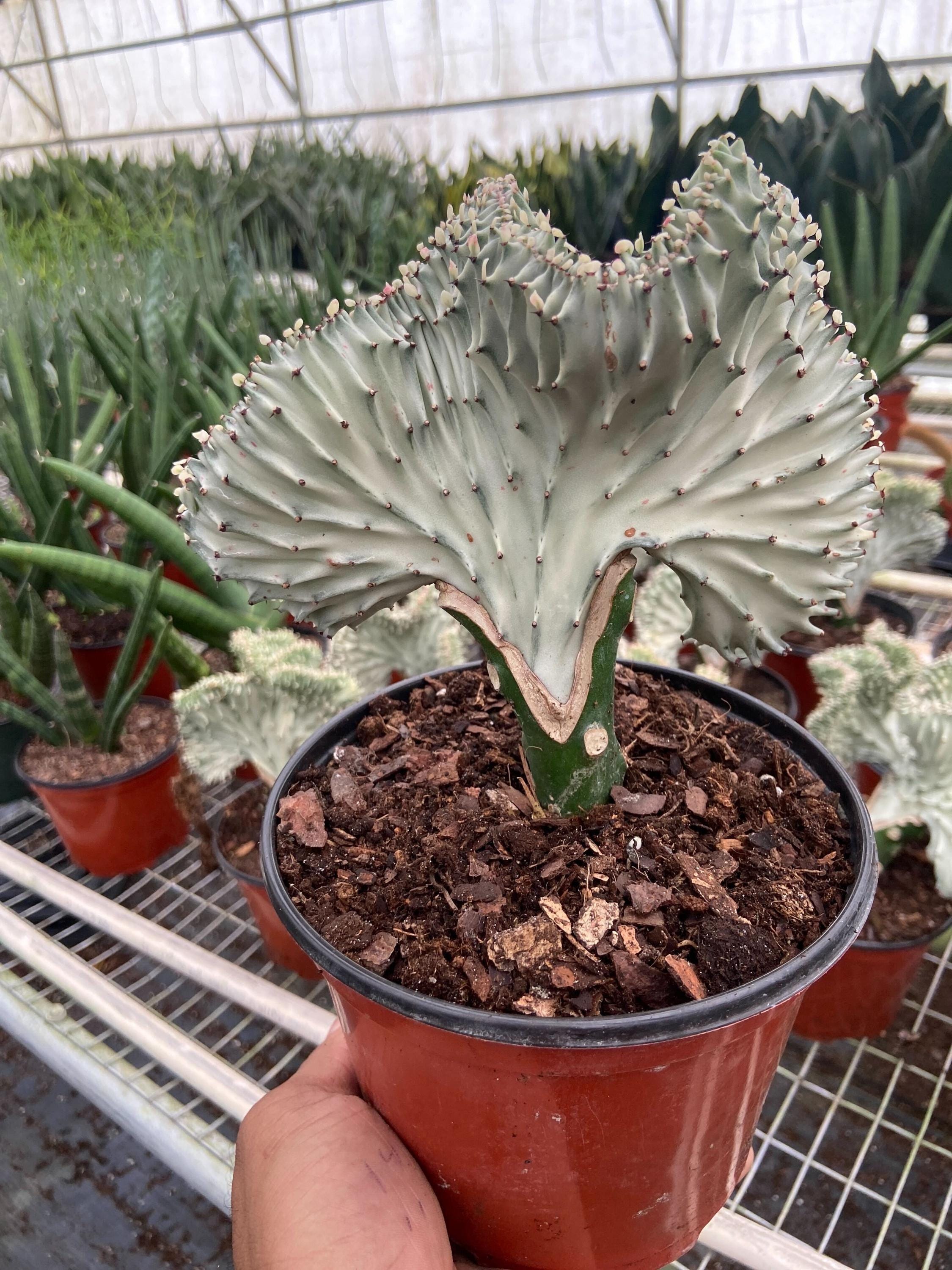 Succulent Euphorbia Lactea Ghost 6" Pot Austin Jungle Co.