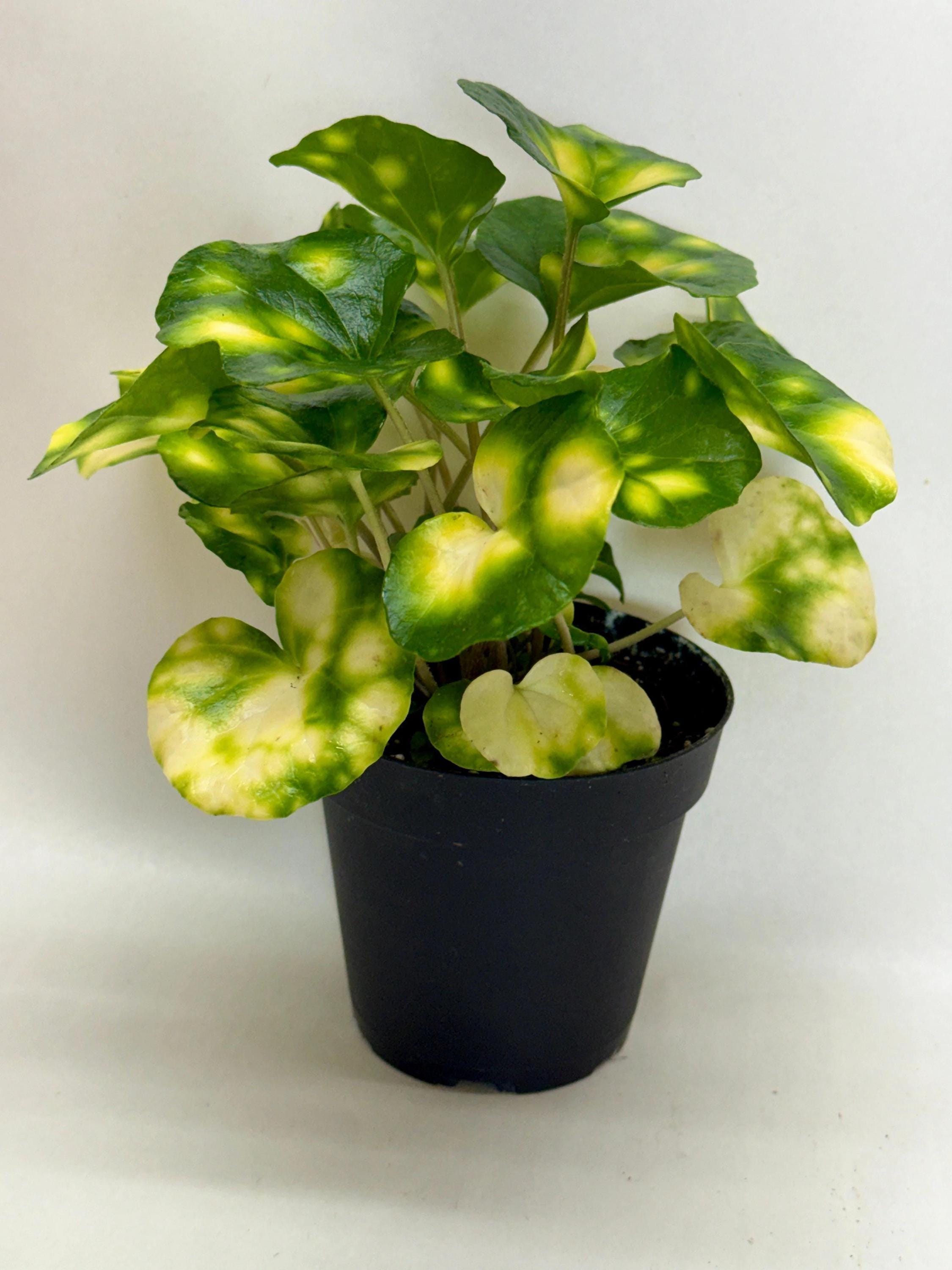 Farfugium Firefly Indoor Plants 4" Pot Austin Jungle Co.