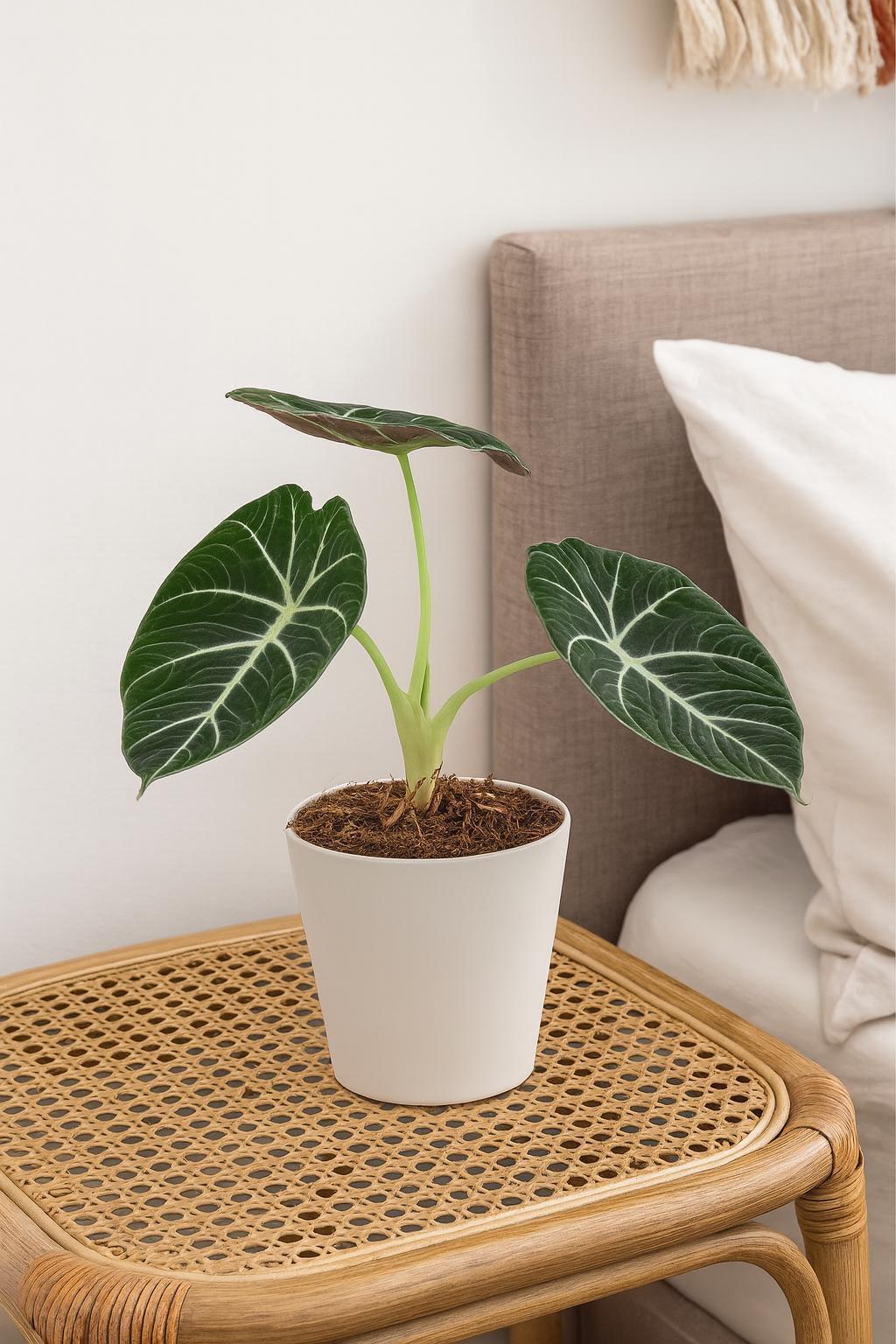 Alocasia Reginula 'Black Velvet'