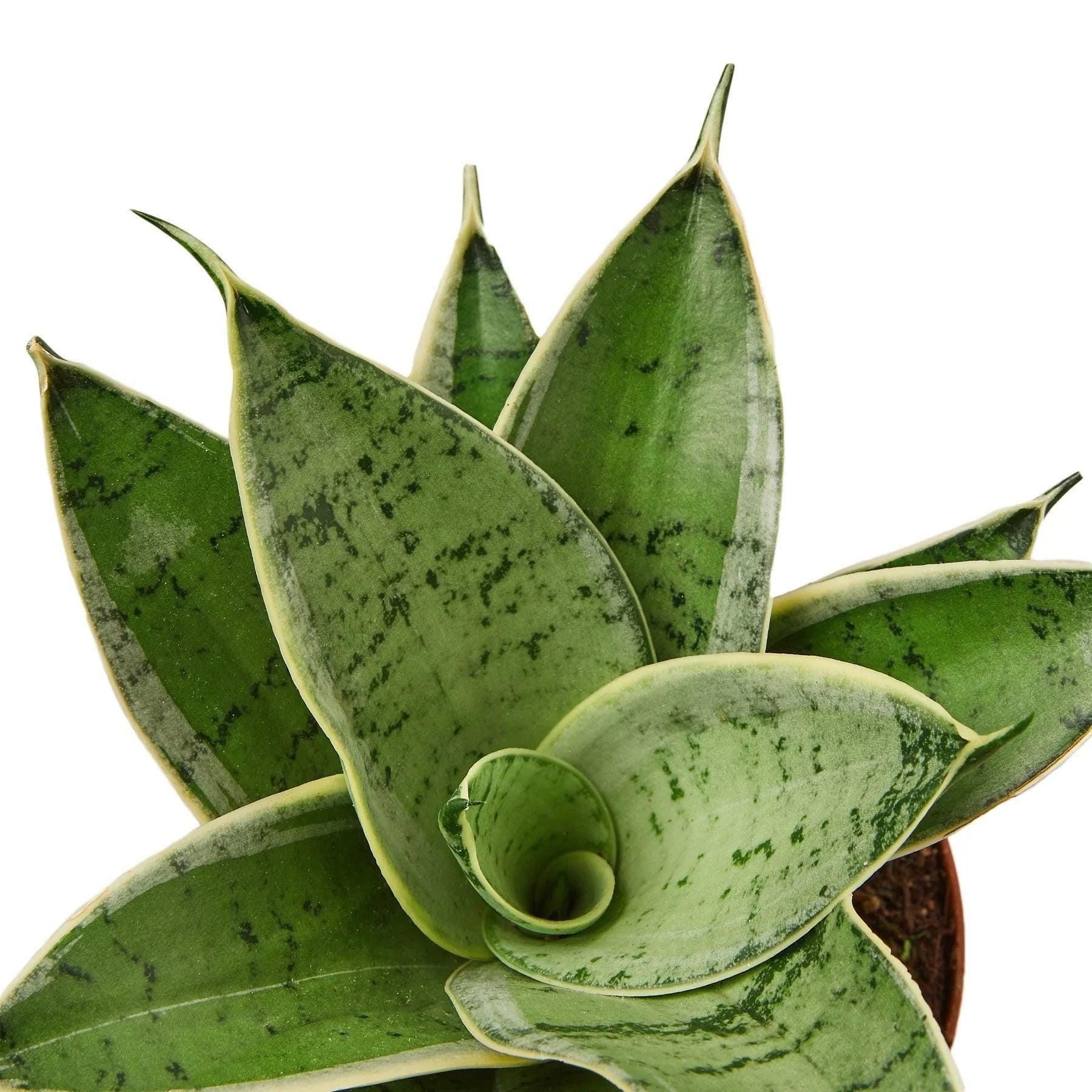 Snake Plant Starlight Indoor Plants 3" Pot Austin Jungle Co.