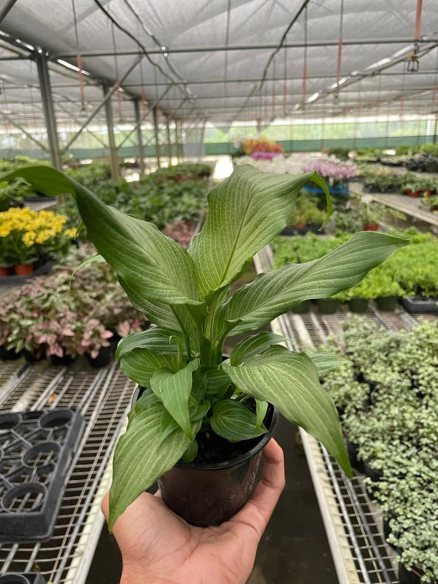 Spathiphyllum 'Platinum Mist' Default 4" Pot Austin Jungle Co.