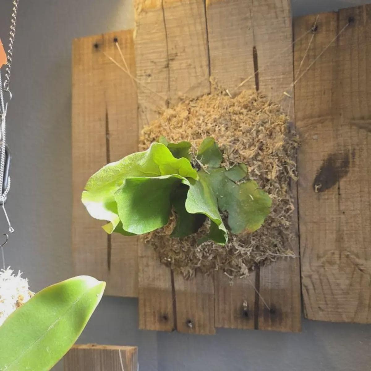 Fern 'Elephant'