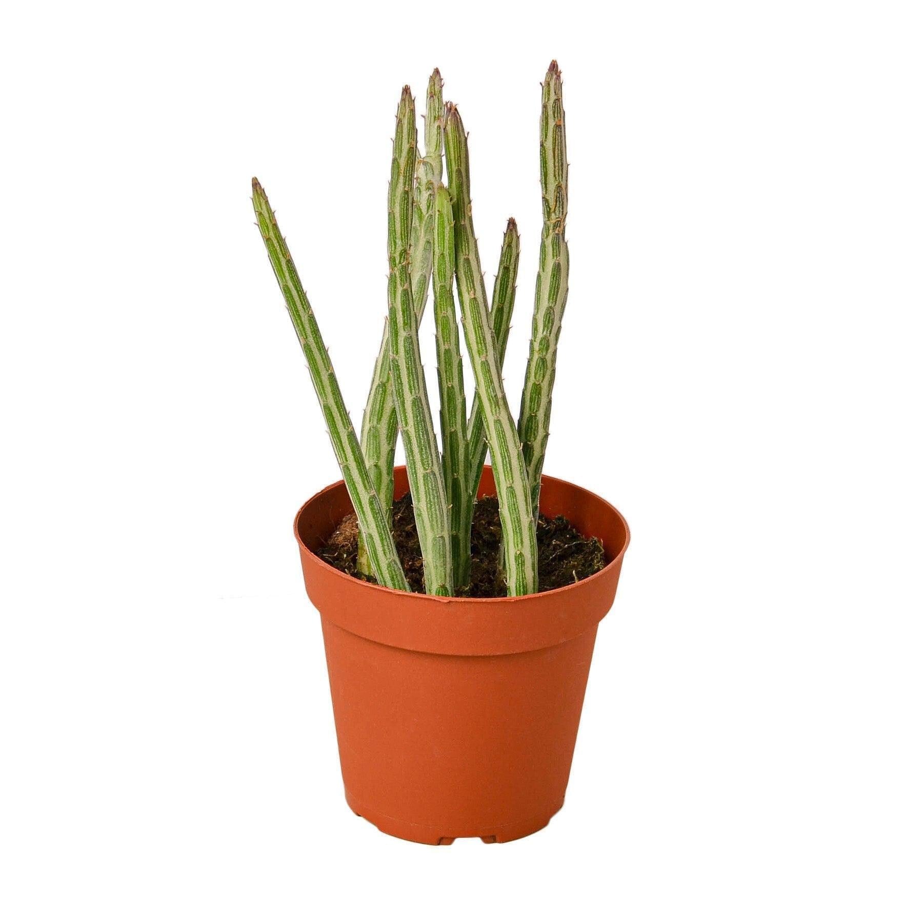 Senecio Stapeliiformis Pickle Plant 4" Plant 4" Pot Austin Jungle Co.