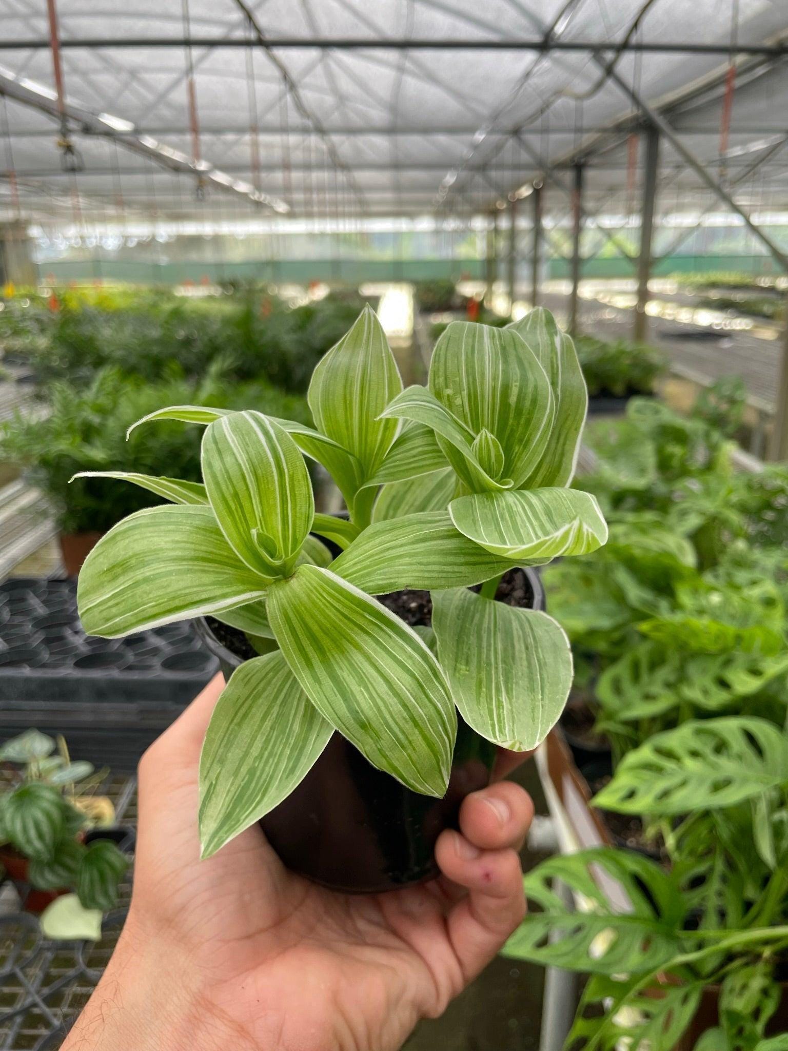 Tradescantia 'Sanna' Indoor Plants 4" Pot Austin Jungle Co.