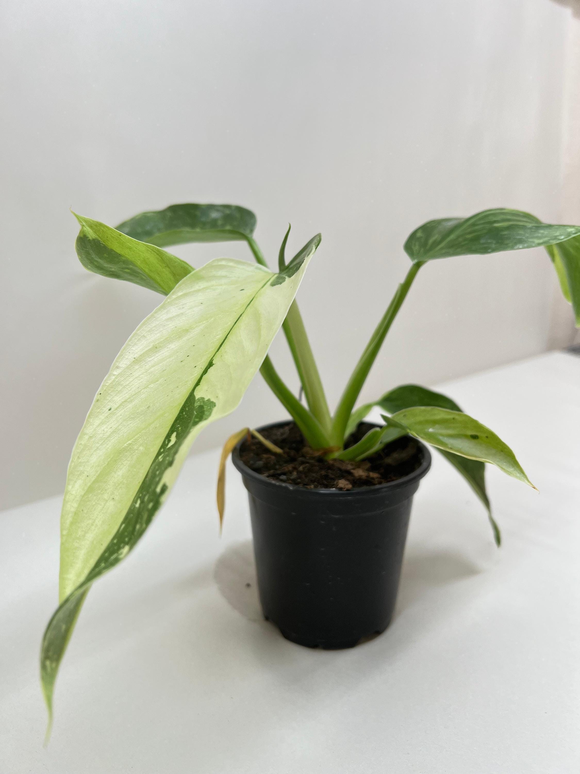Philodendron Jose Bueno 4" Plant 4" Pot Austin Jungle Co.