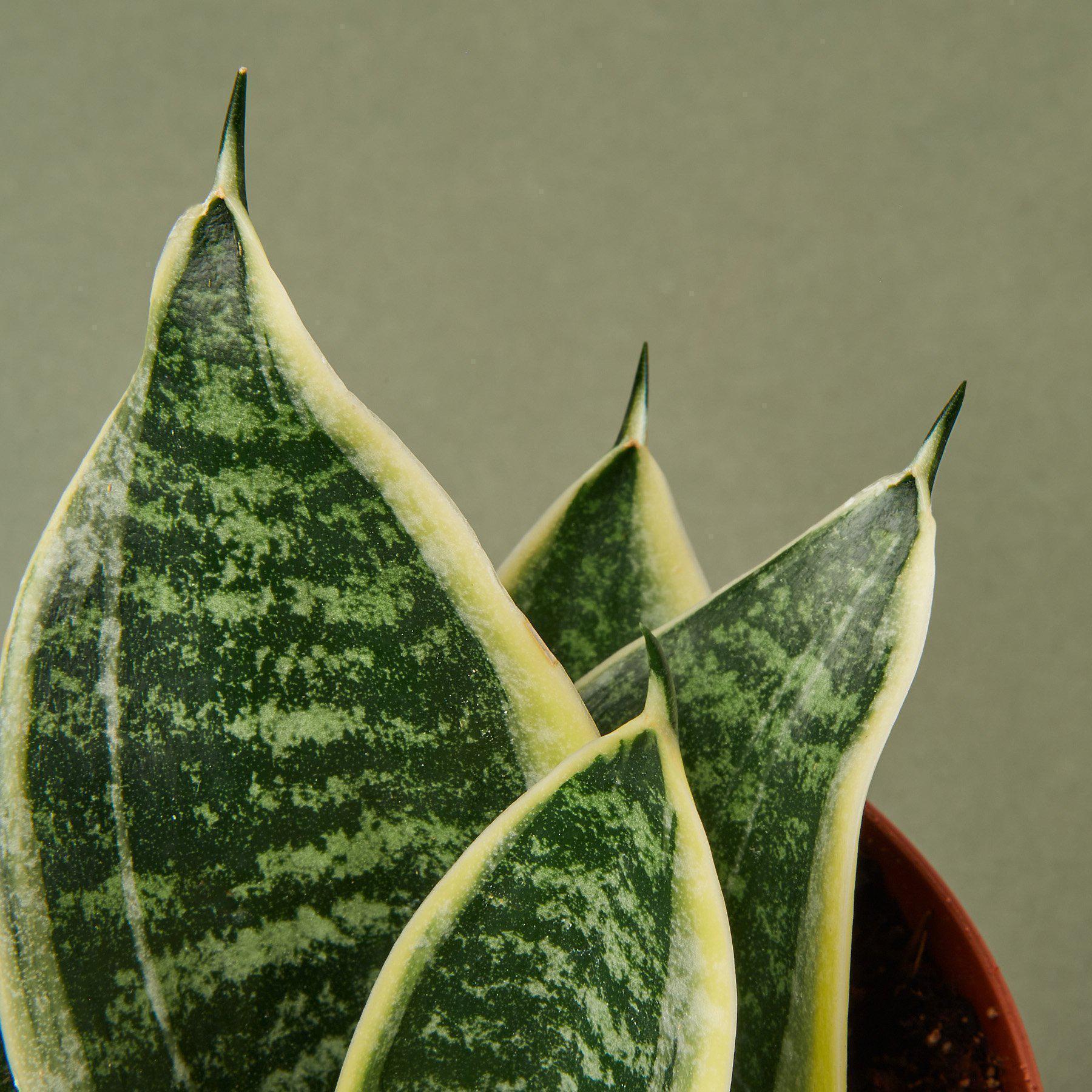 Snake Plant Laurentii Dwarf Indoor Plants 3" Pot Austin Jungle Co.