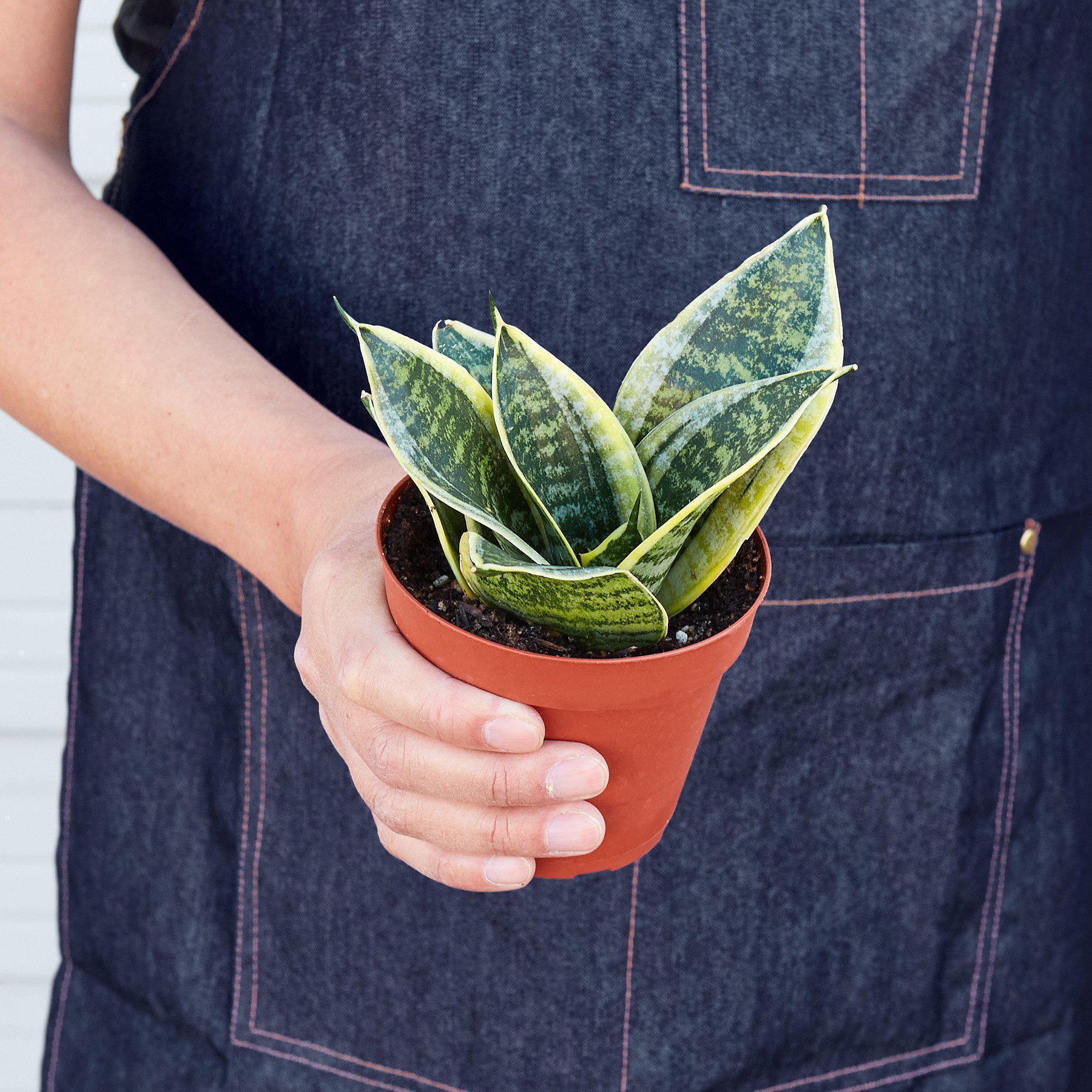 Snake Plant Laurentii Dwarf Indoor Plants 3" Pot Austin Jungle Co.