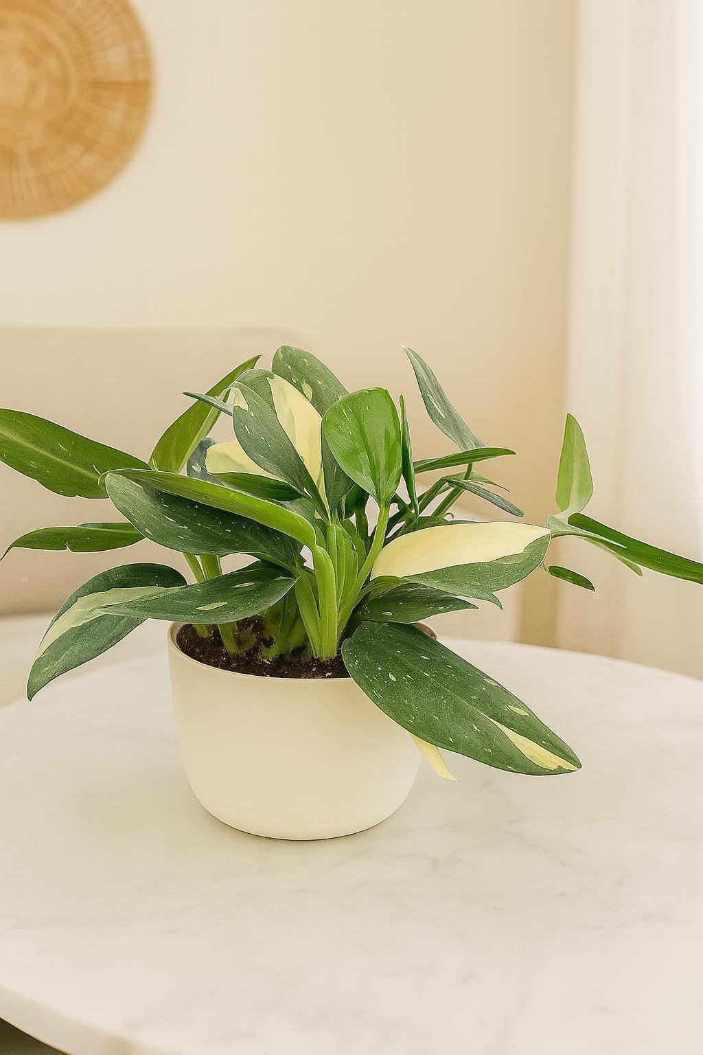 Monstera 'Standeleyana Albo Variegated'