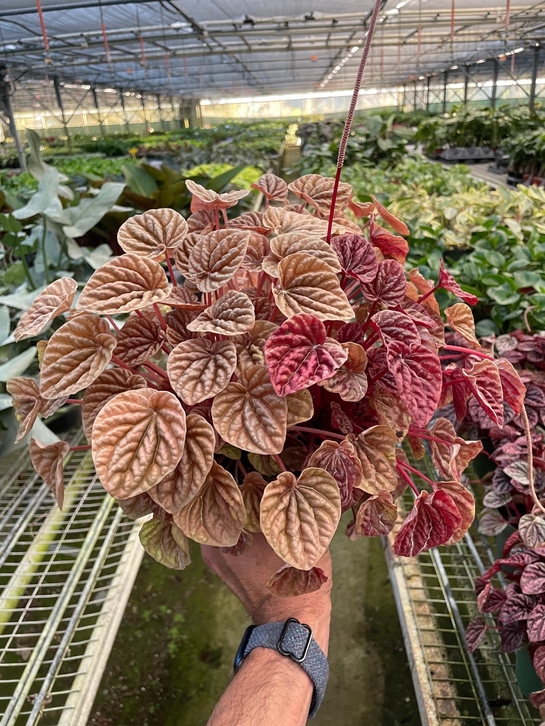 Peperomia 'Quito' 4" Plant (1) ($4) 4" Pot Austin Jungle Co.