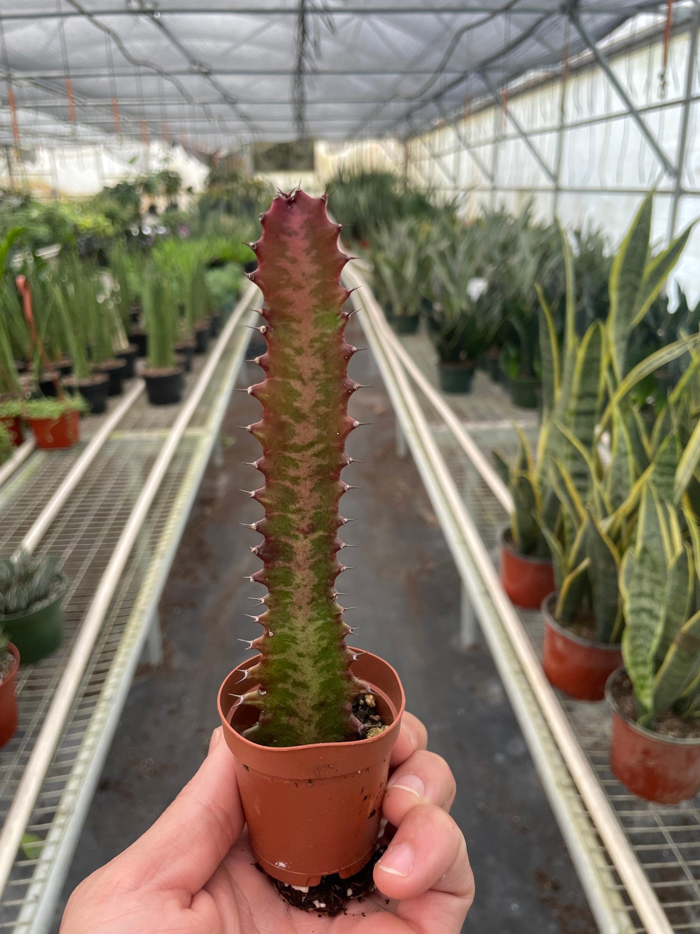 Succulent Euphorbia 'Trigona Rubra' Succulent 2" Pot Austin Jungle Co.