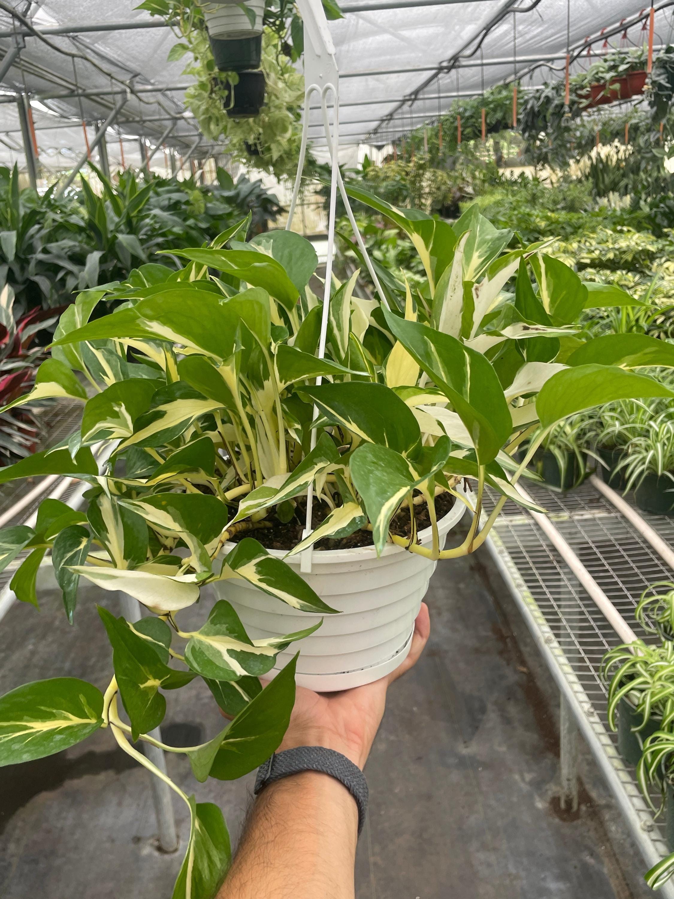 Pothos 'Mutant Manjula' 3" Pot Austin Jungle Co.